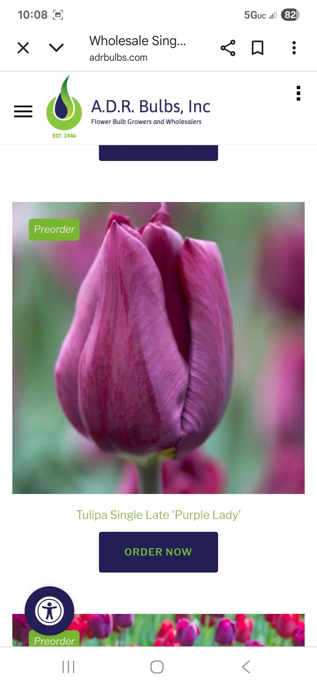 Tulip Bulb Purple Lady - Bag of 10