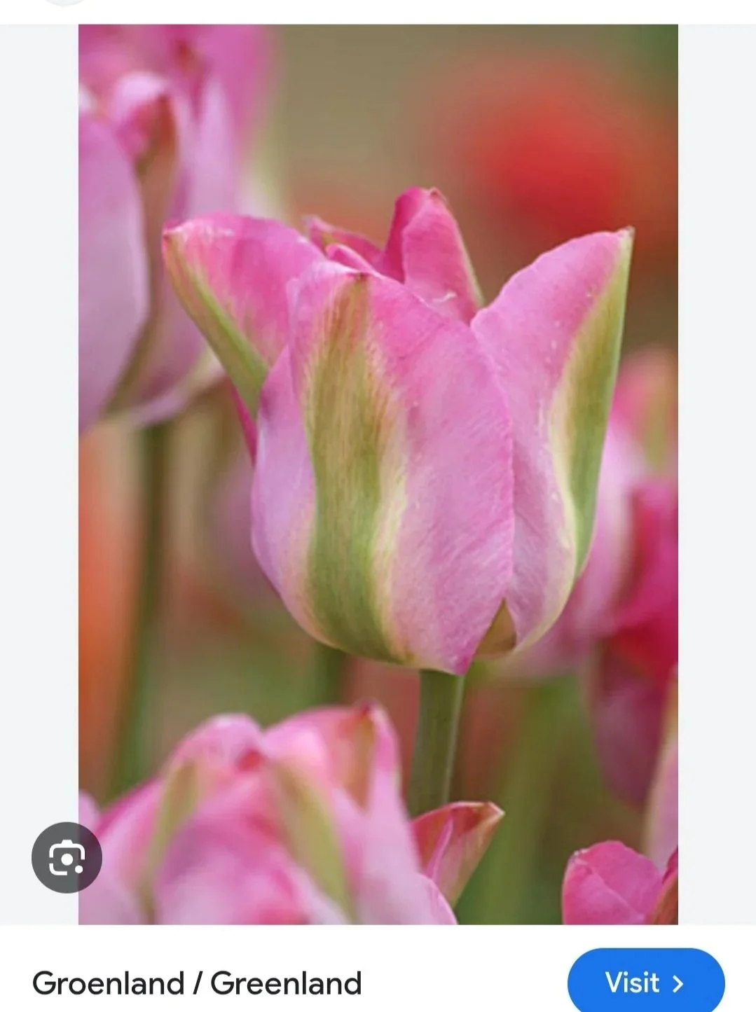 Tulip Bulb Groenland - Bag of 10