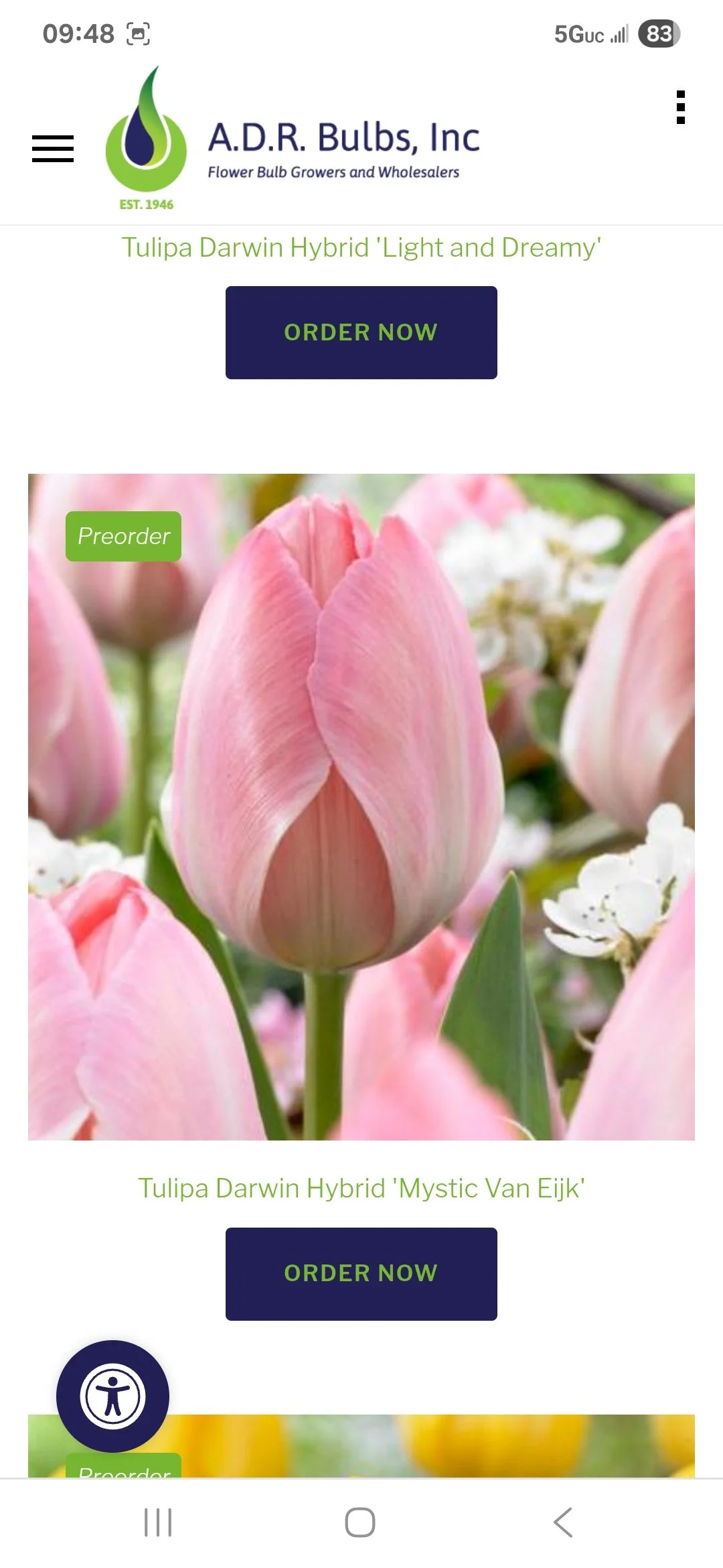 Tulip Bulb Mystic Van Eijk - Bag of 10