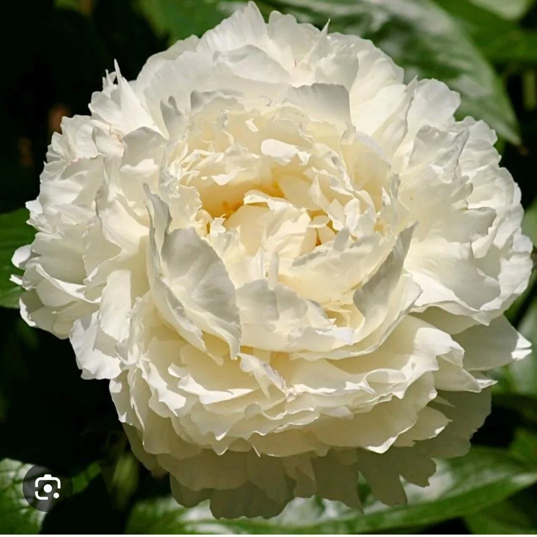Peony Root - Bowl of Cream - 1 root