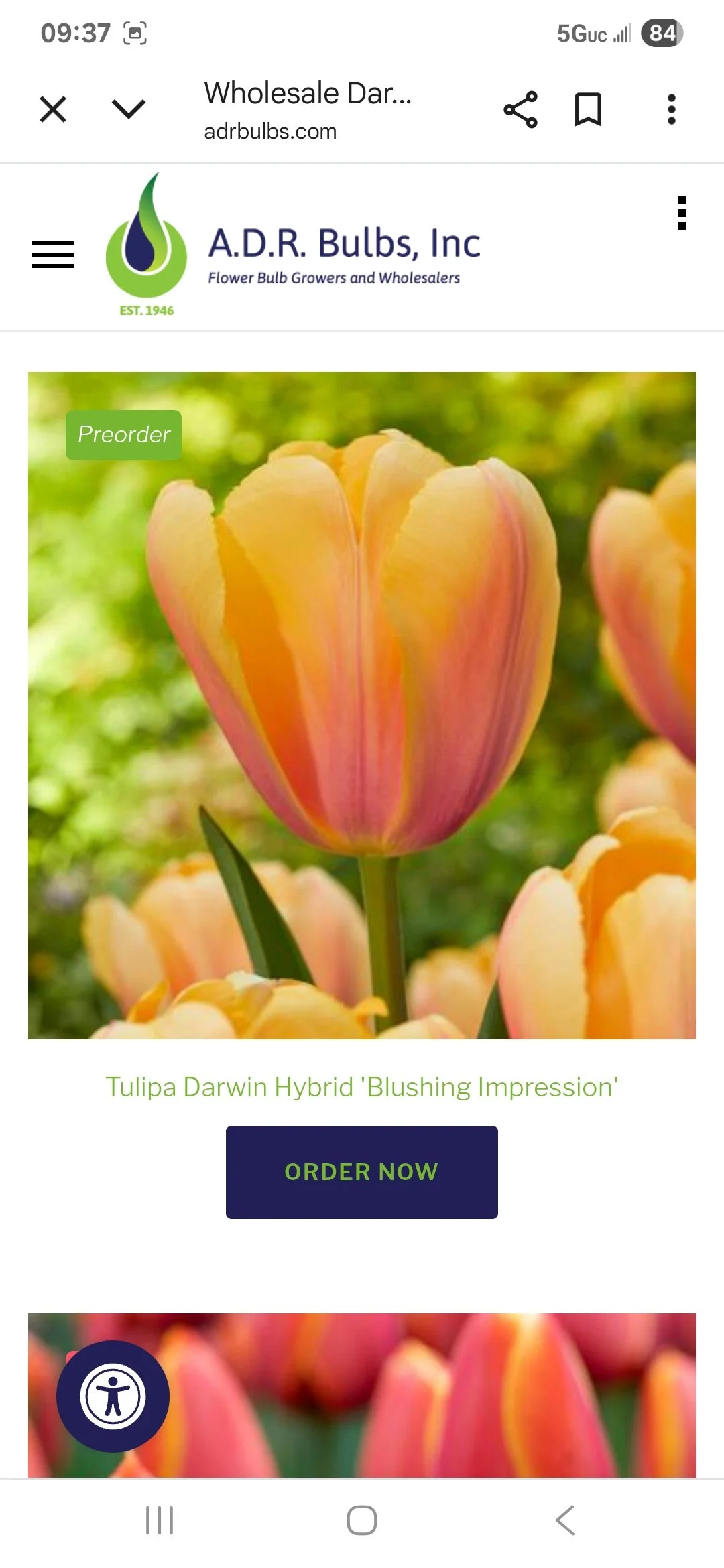 Tulip Bulb Blushing Impression - Bag of 10