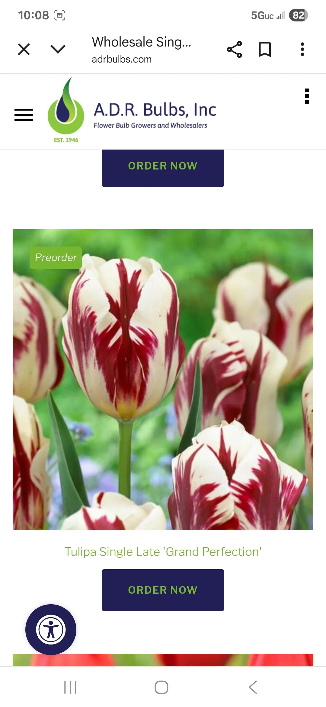 Tulip Bulb Grand Perfection - Bag of 10