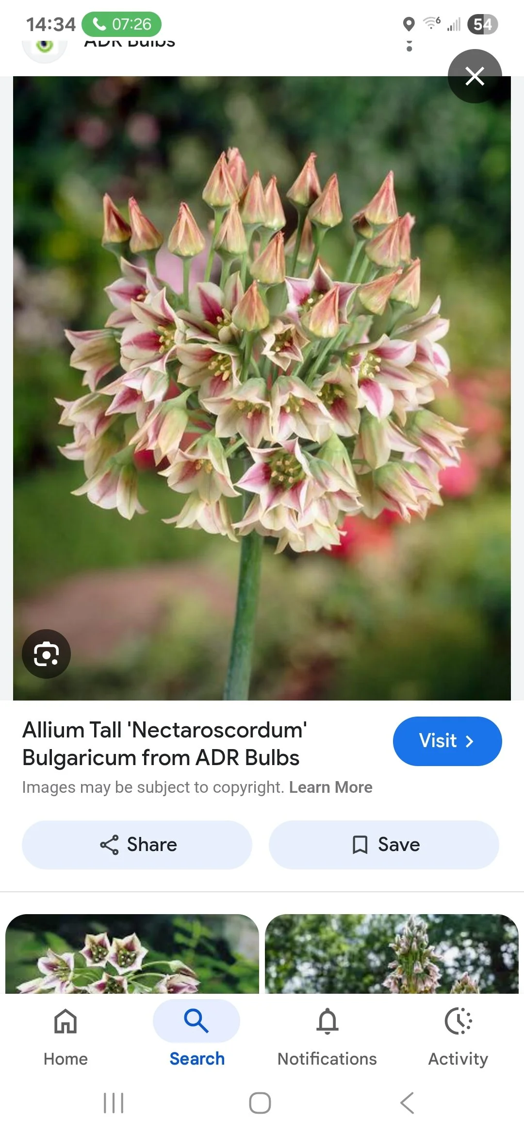 Allium - Honey Garlic Bag of 10