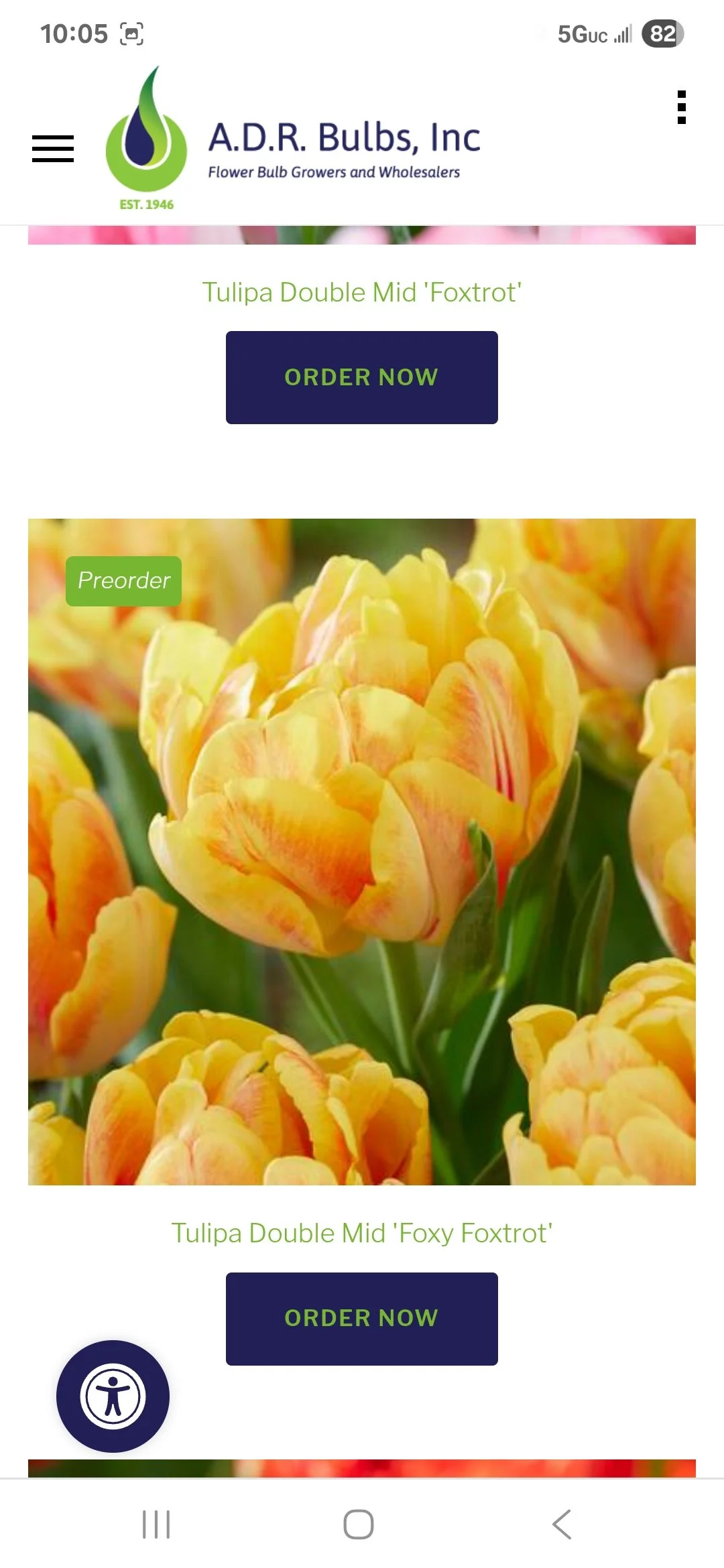 Tulip Bulb Foxy Foxtrot - Bag of 10