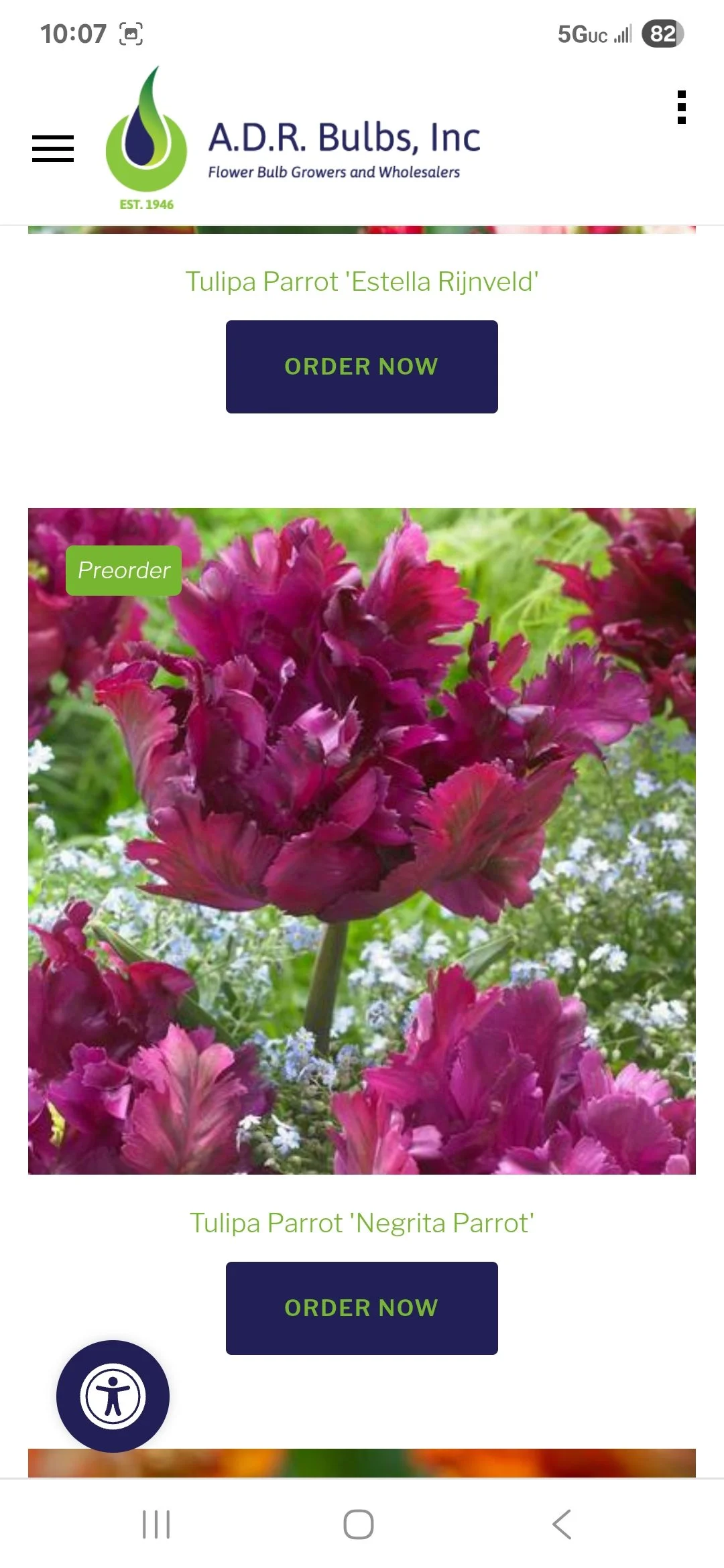 Tulip Bulb Negrita Parrot - Bag of 10