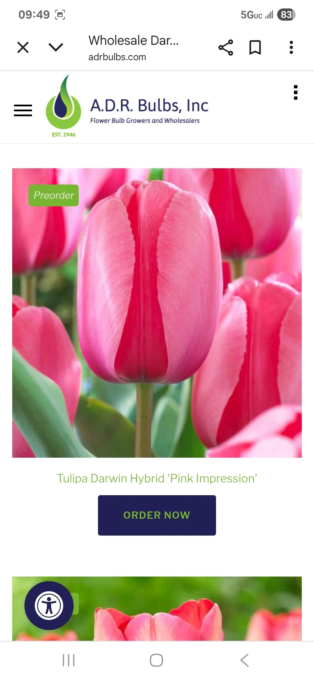 Tulip Bulb Pink Impression - Bag of 10