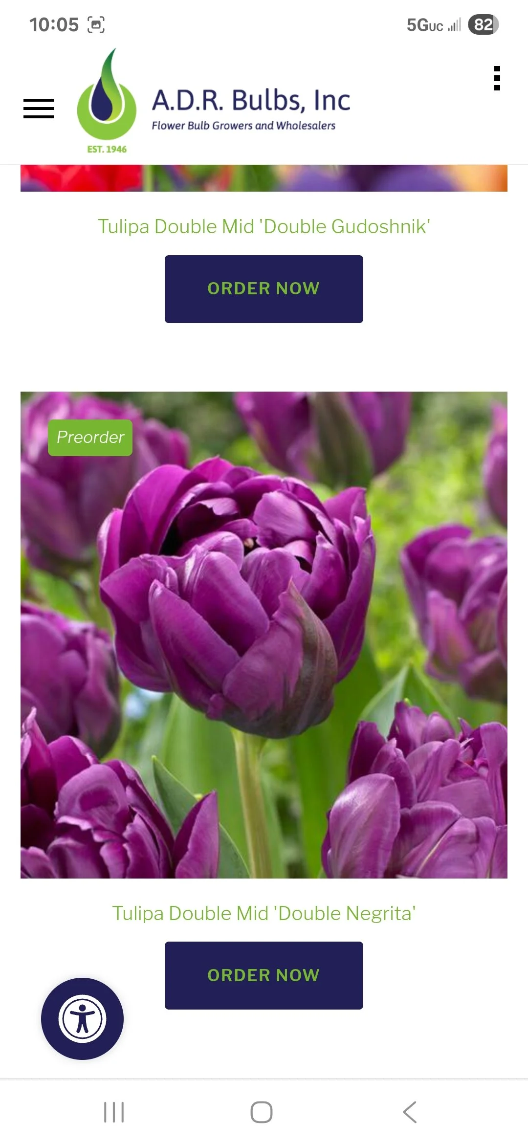 Tulip Bulb Double Negrita - Bag of 10