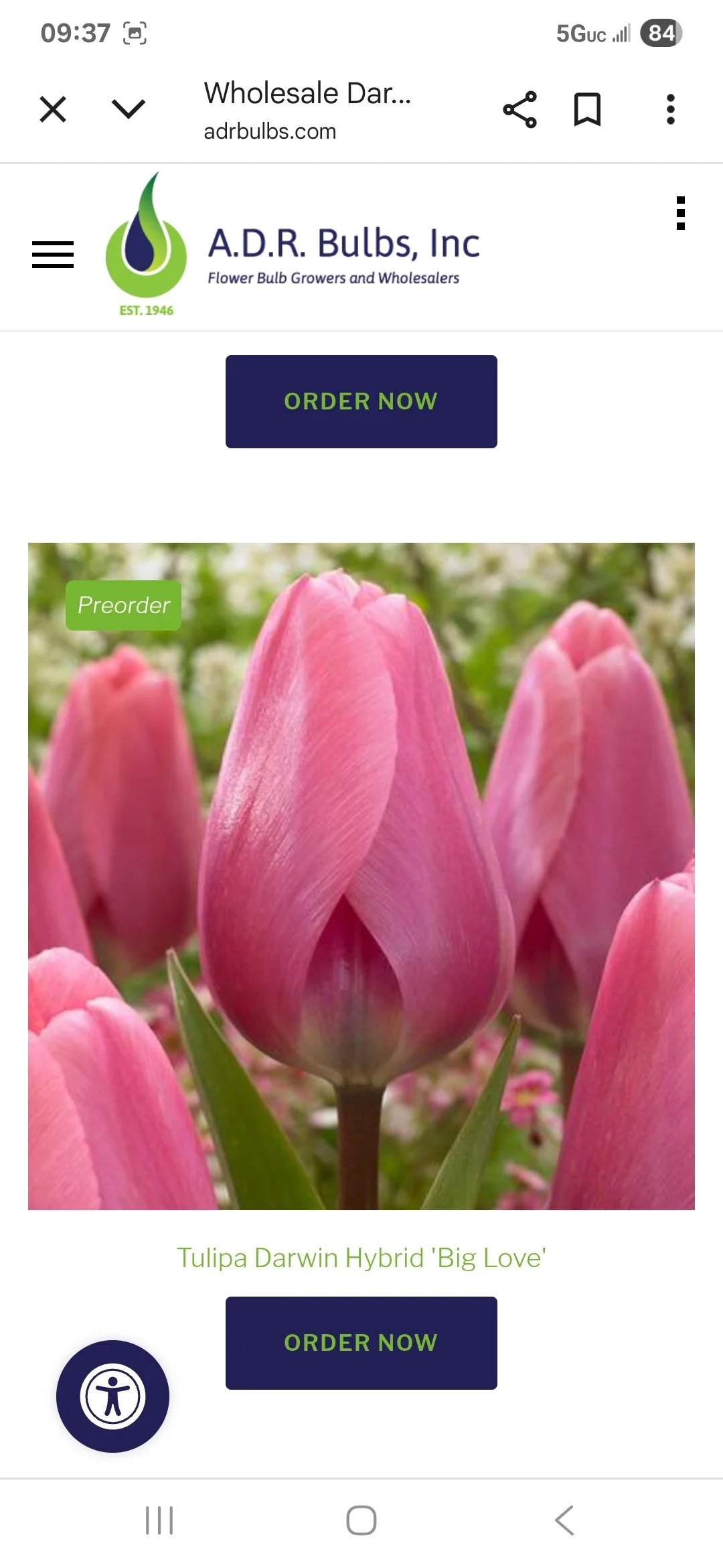 Tulip Bulb Big Love - Bag of 10