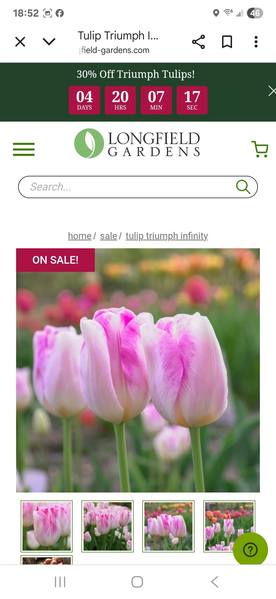 Tulip Bulb Bojangles - Bag of 10