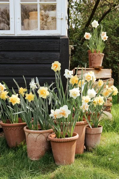 Narcissus Pot Kit