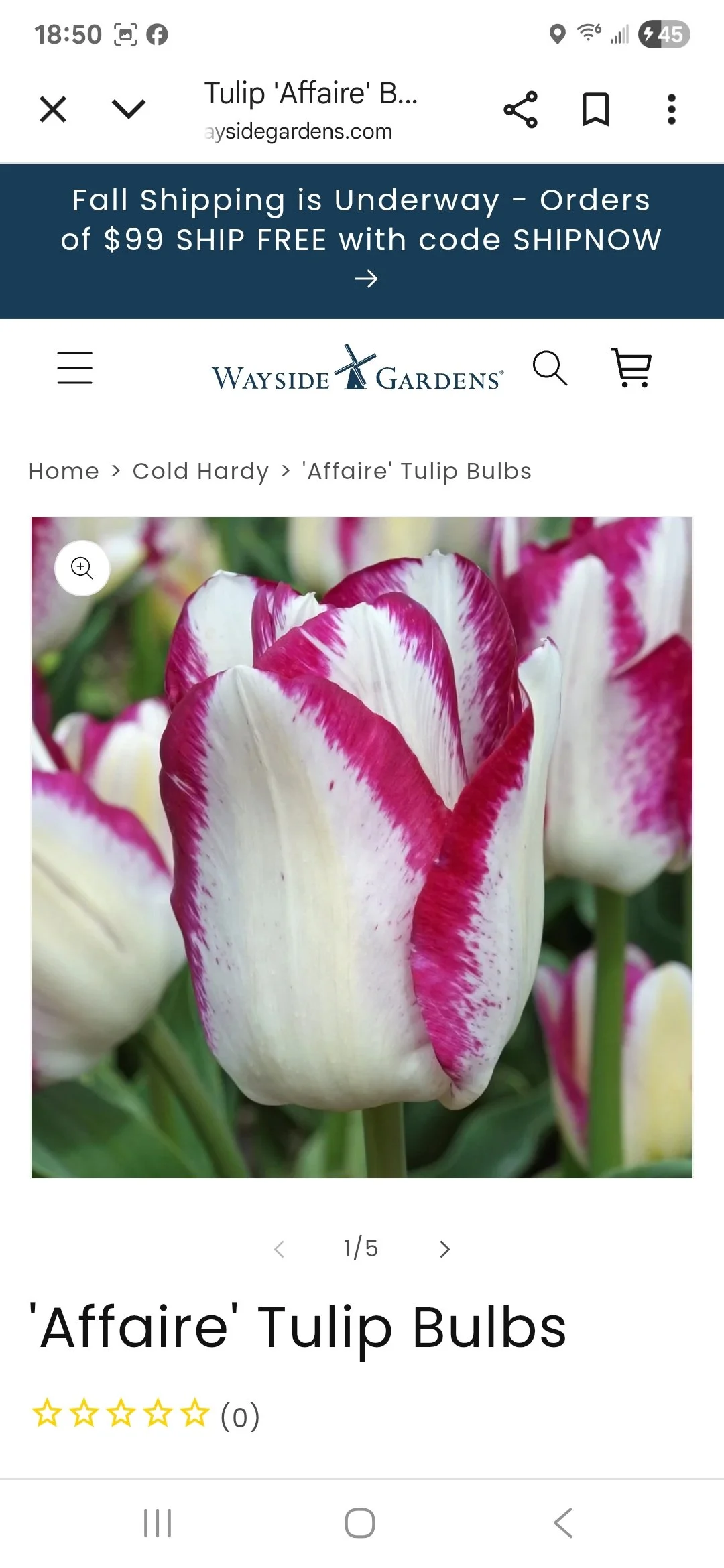 Tulip Bulb Affaire - Bag of 10