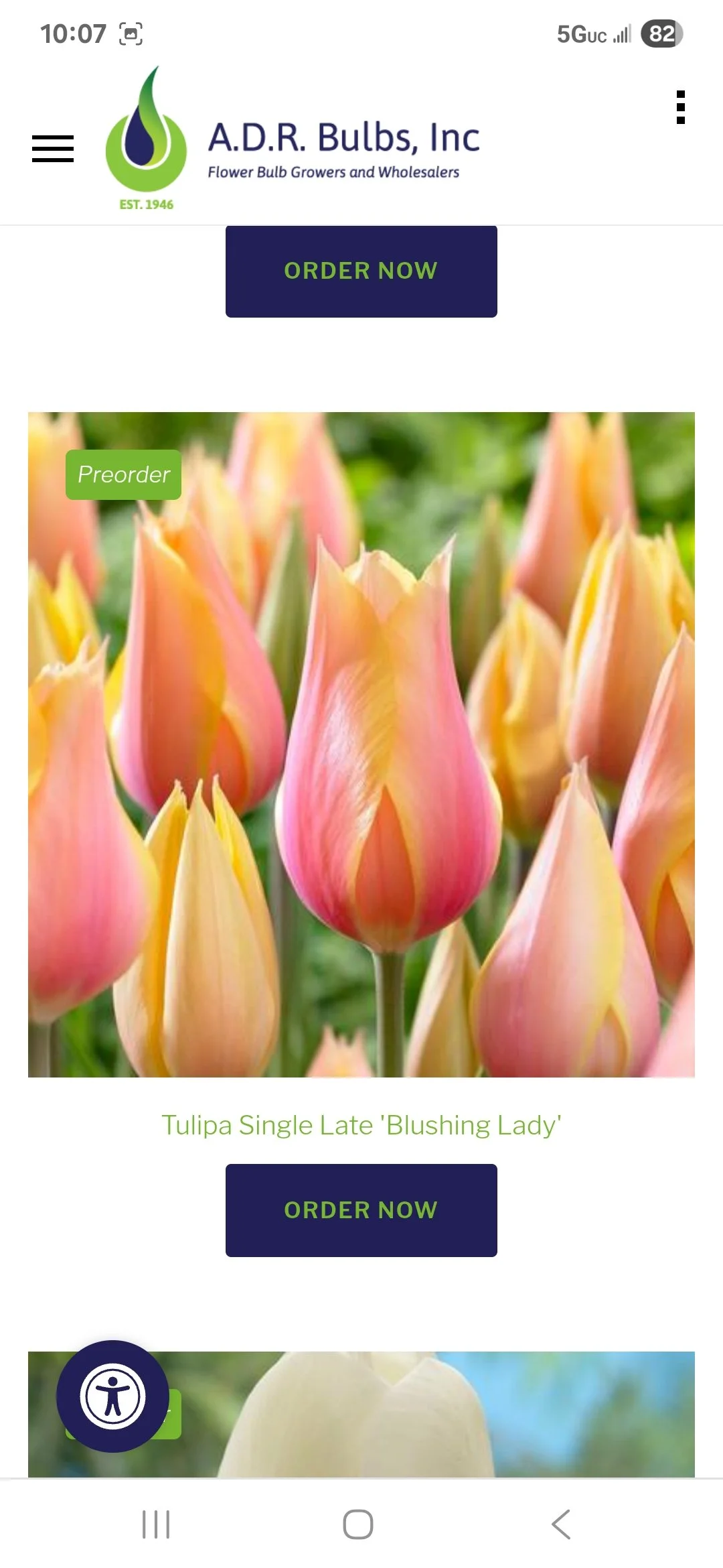 Tulip Bulb Blushing Lady - Bag of 10