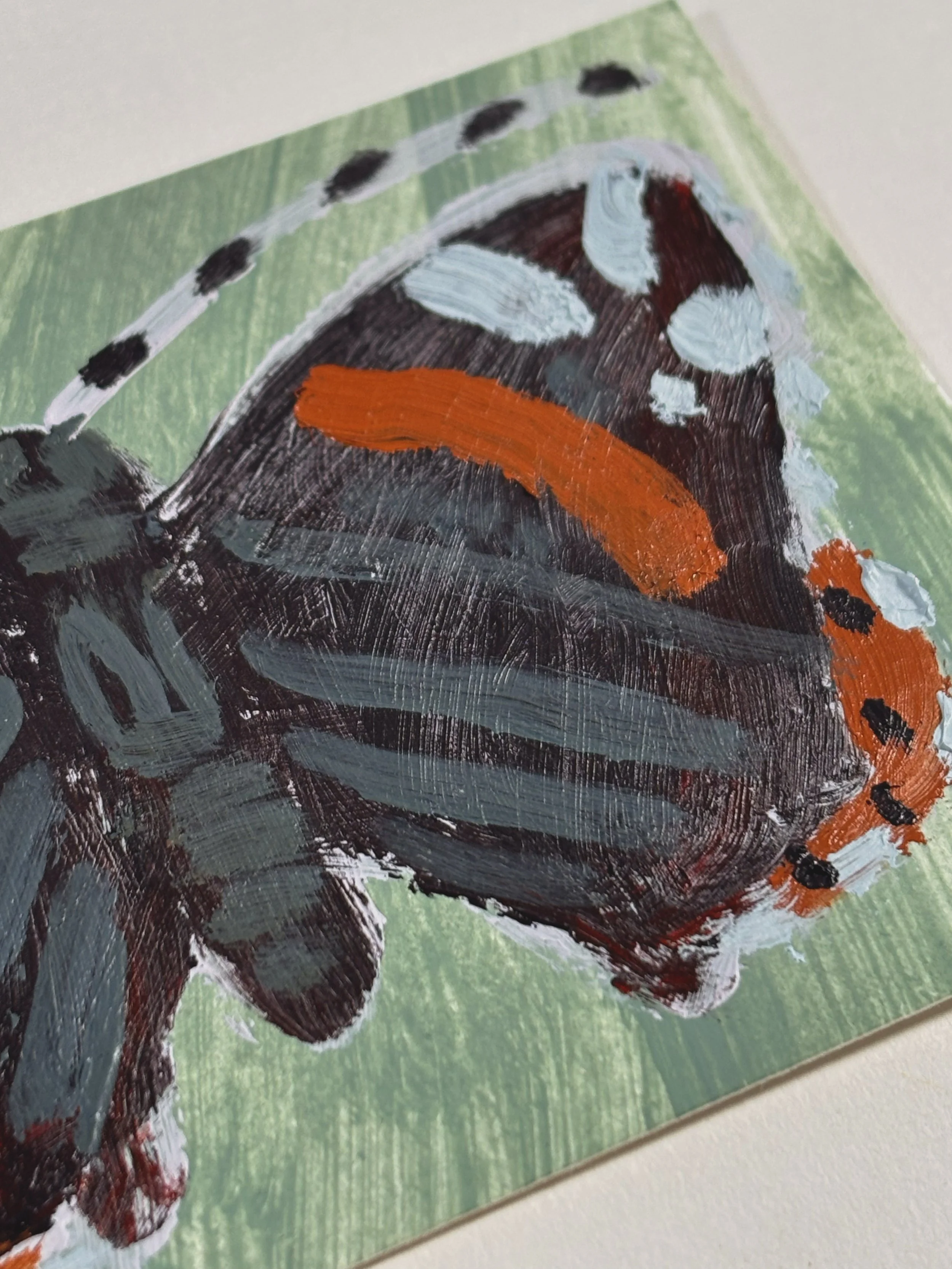 red admiral3.jpg