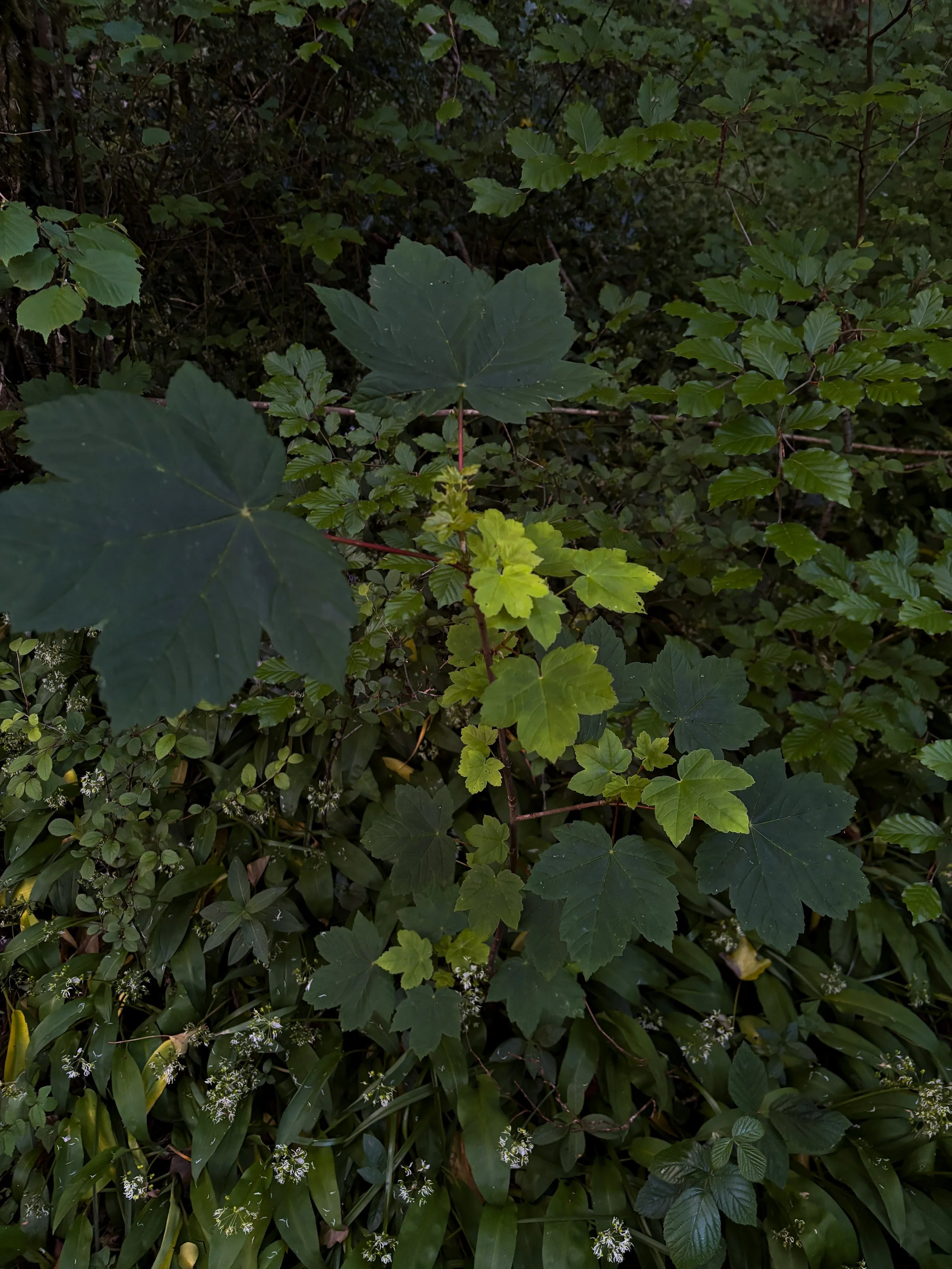 The Wild Edges