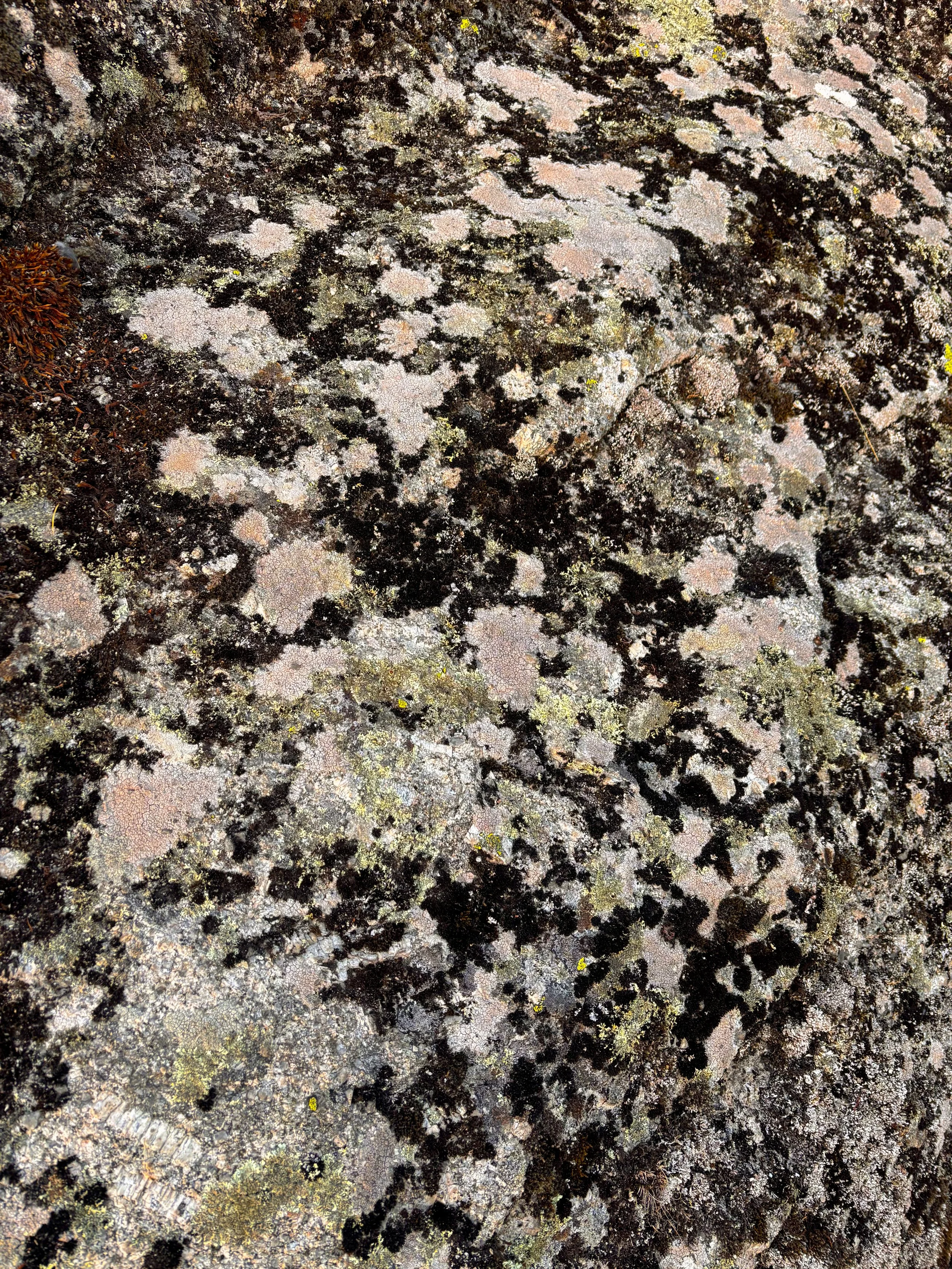 Studies from the Rock