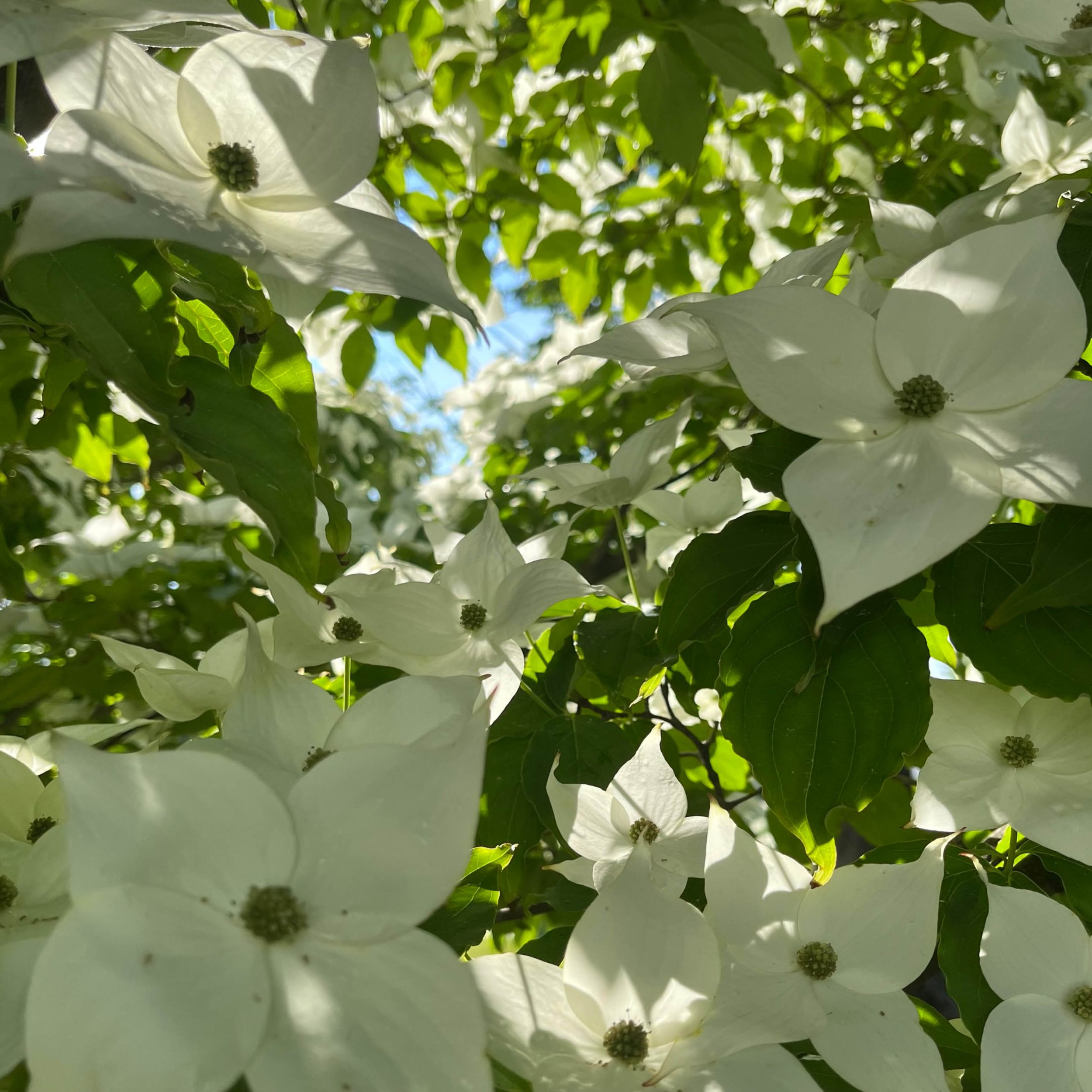 IG_may_cornus-capitata24+252.jpg