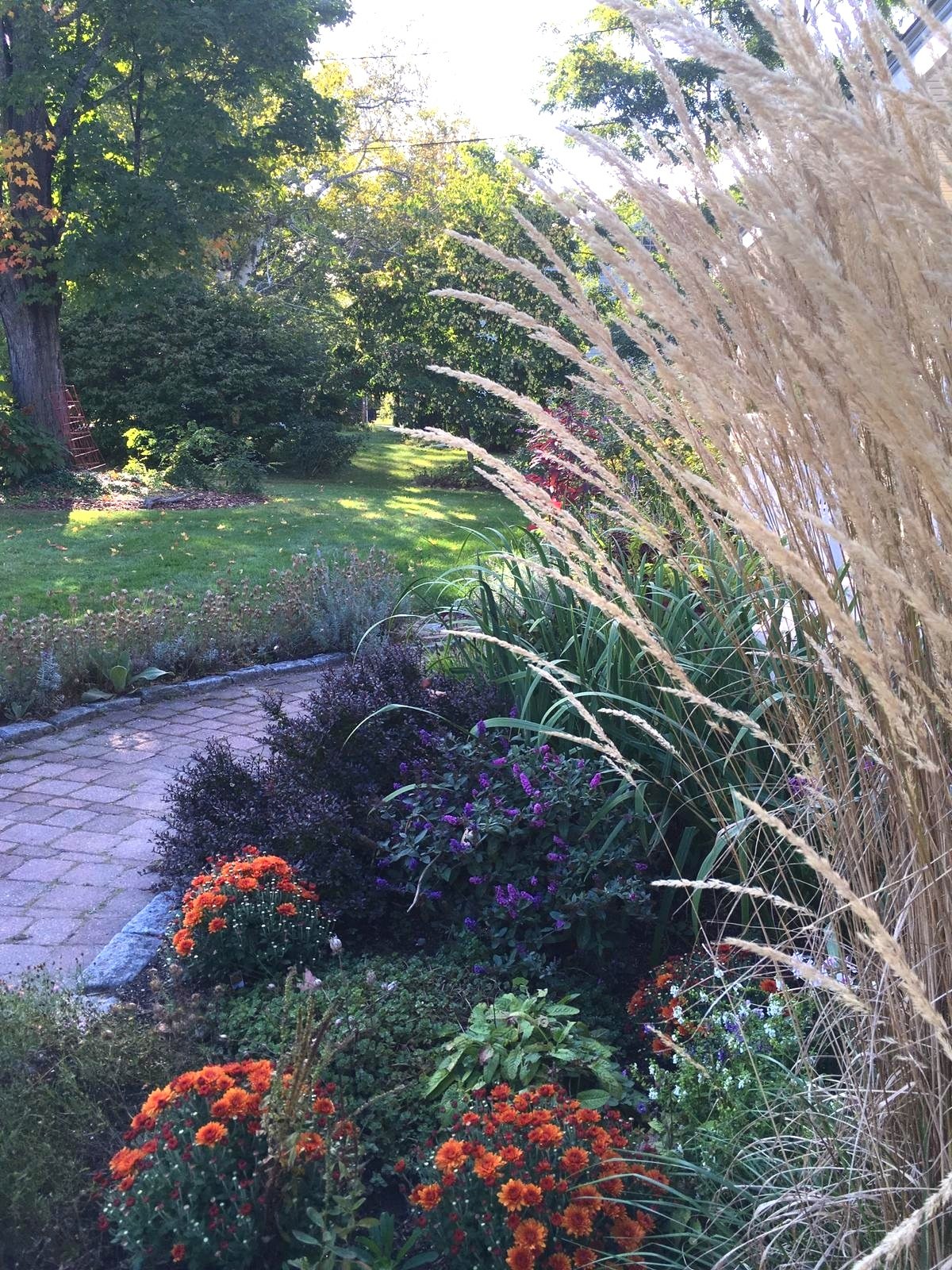 autumn texture and color in the garden from grasses and chrysanthemums