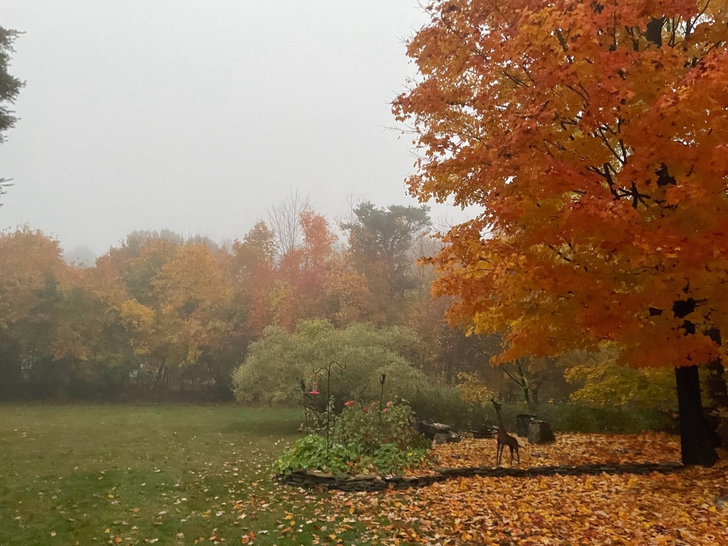 foggy fall color in the garden