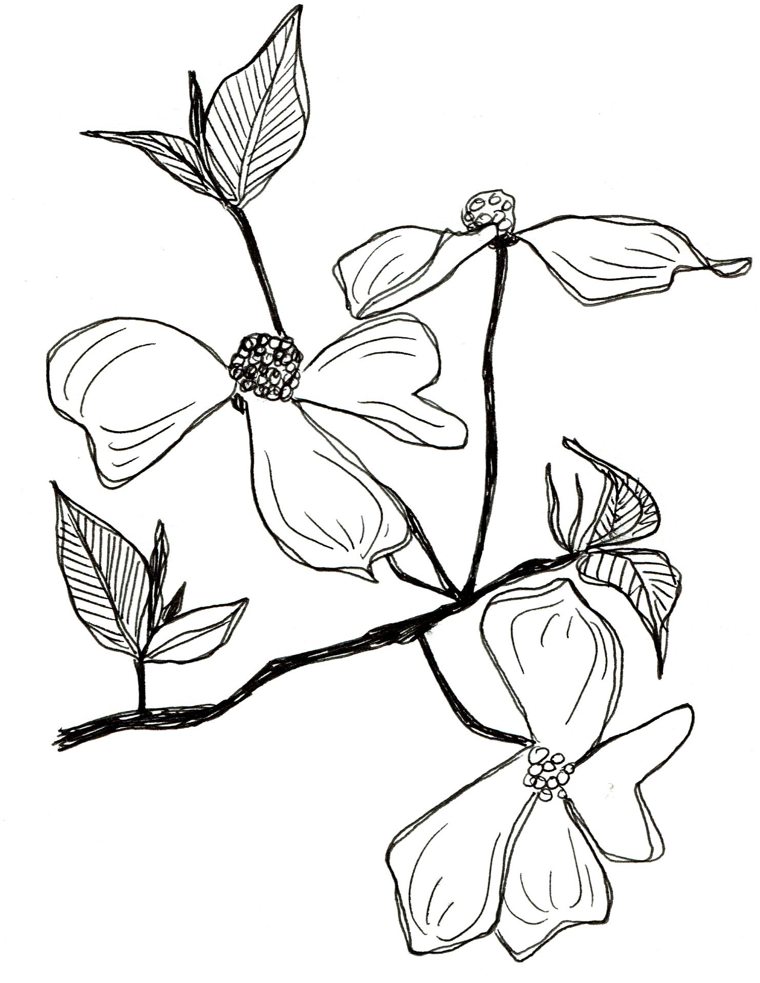 dogwood botanic illustration