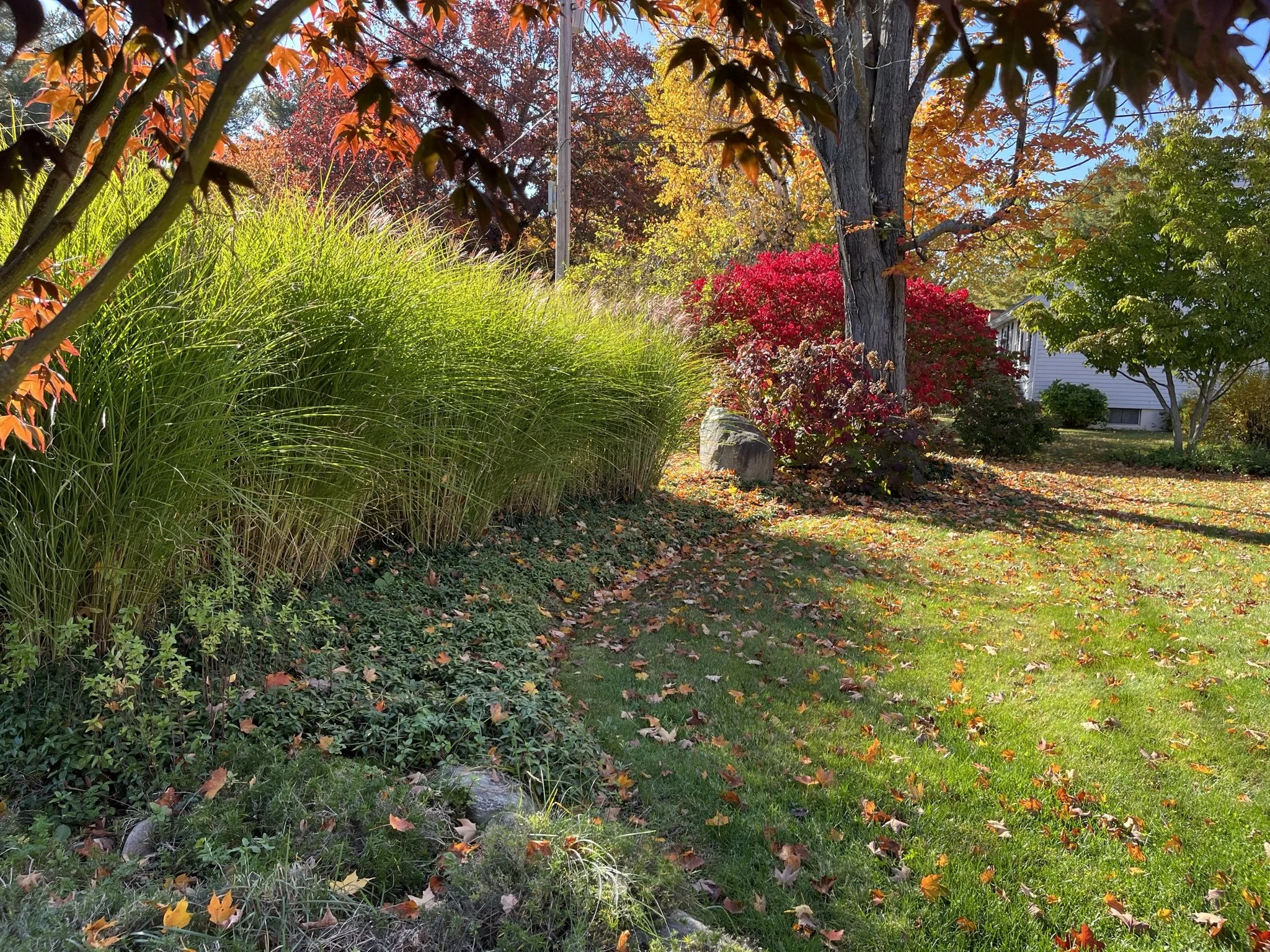 arc of maidenhair grasses sway softly among the bright reds and golds of fall foliage