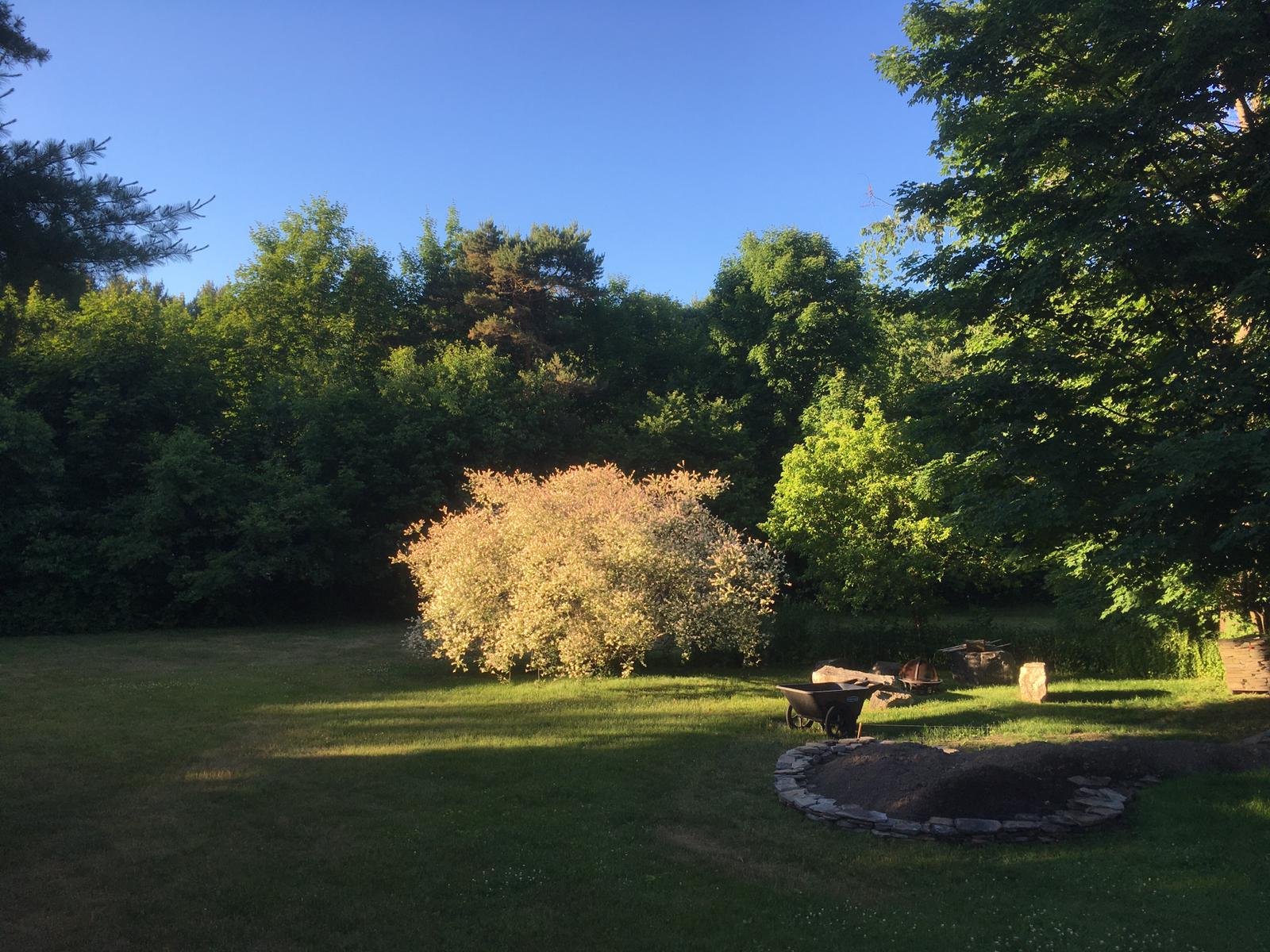 long evening shadows rake through the garden, highlighting the pink-white foliage of the dappled willow