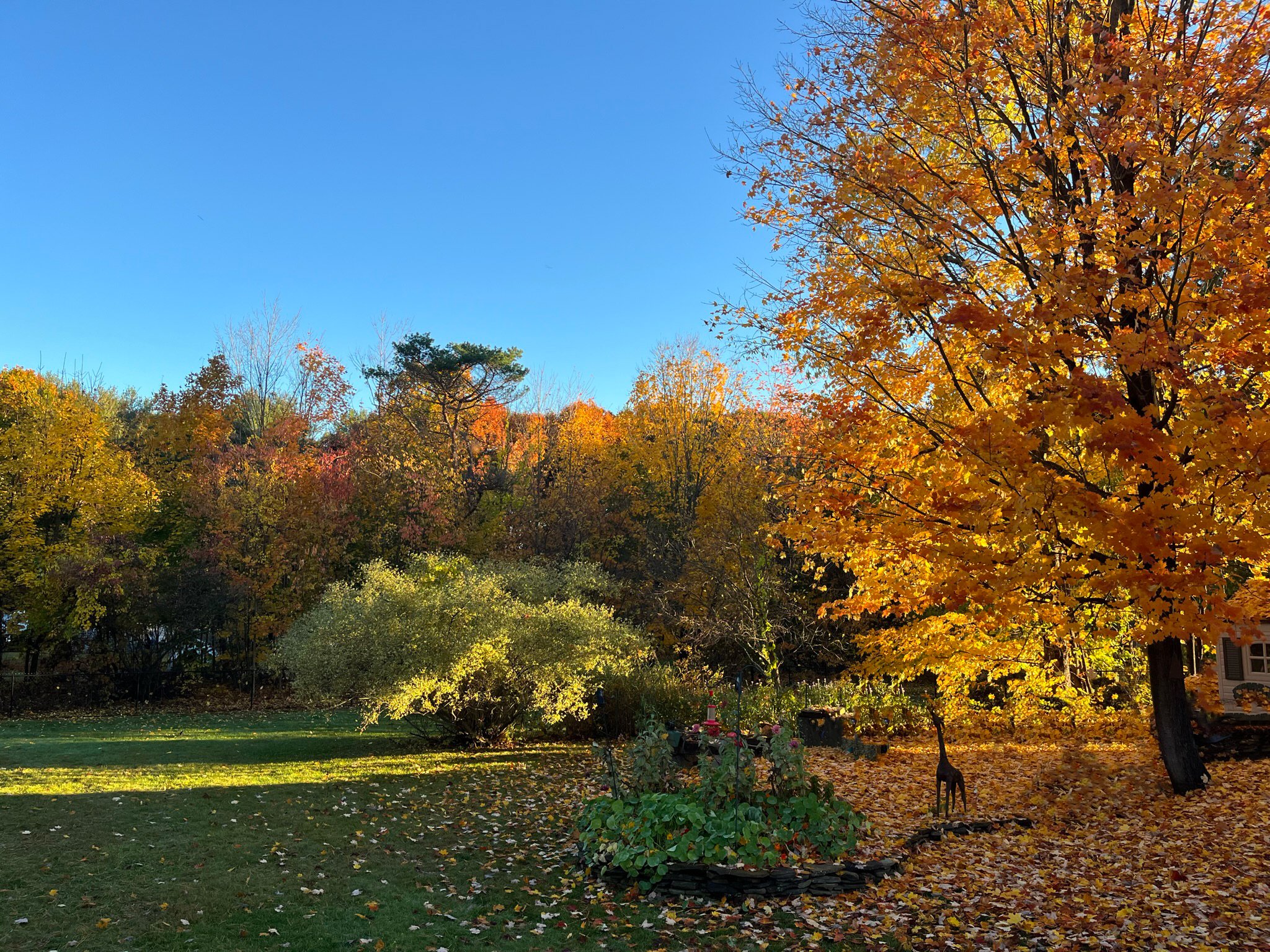 yellow and orange foliage shines on a sunny fall day