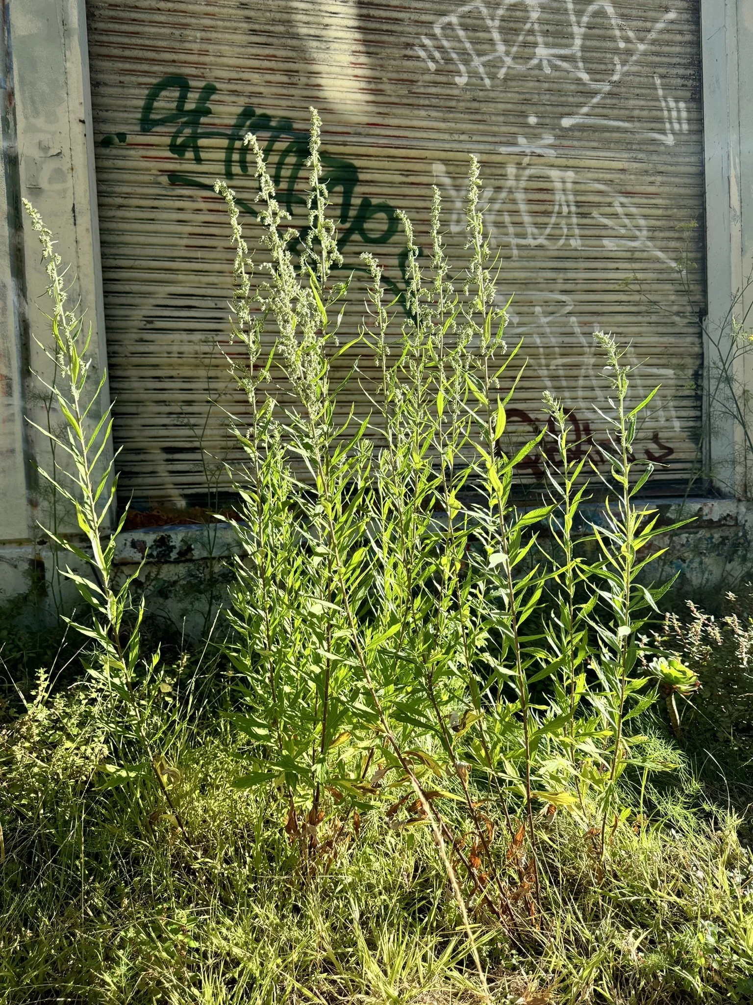 mugwort (artemisia officinalis) growing tall in front of graffiti wall