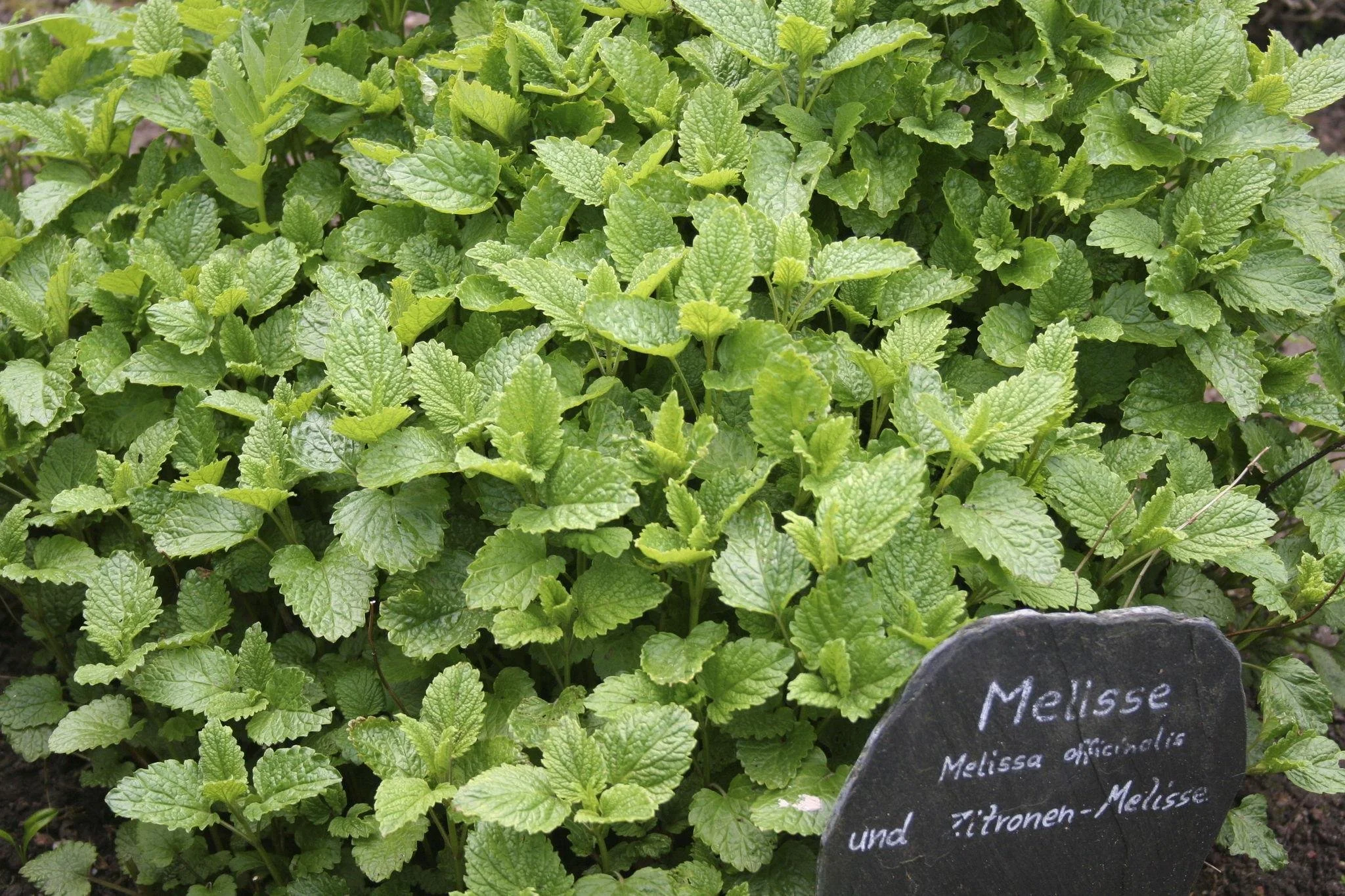 #DidYouKnow there are several benefits of Lemon Balm? (Melissa officinalis)

A calming, heart-opening herb perfect for spring renewal.

🌿Nervous System Support
Lemon balm is known for its gentle, soothing effects on the nervous system. It can help e