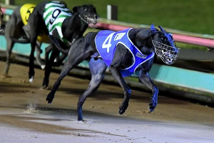Fast-Times-greyhound