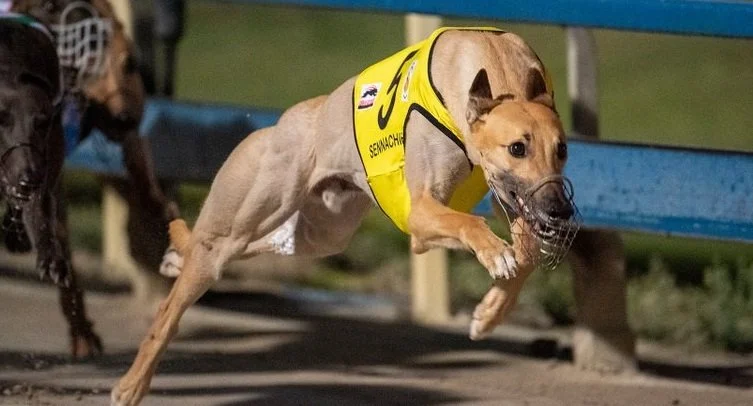 Sennachie-greyhound
