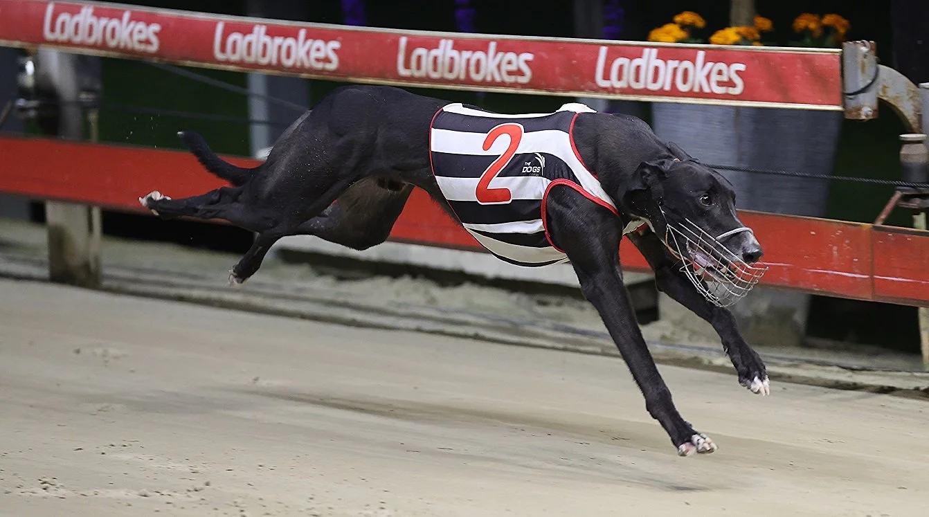 mcinerney-greyhound