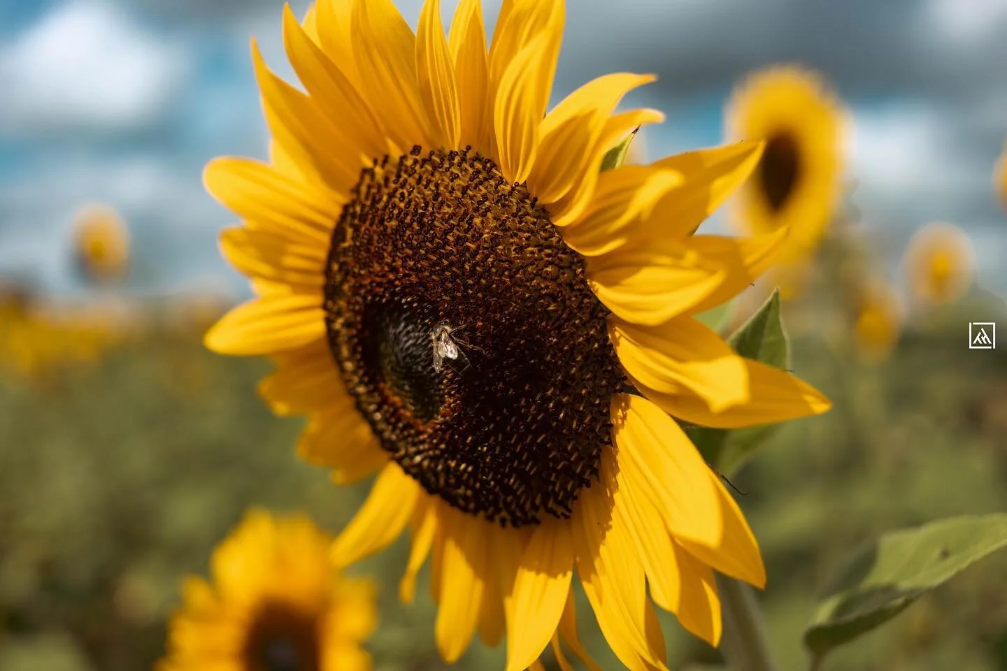 🌻