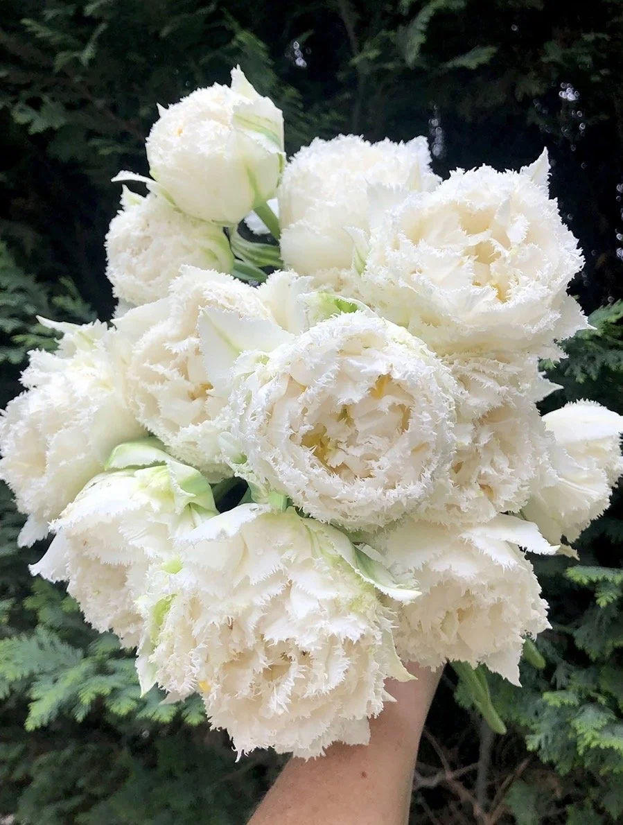 Tulip Snow Crystal