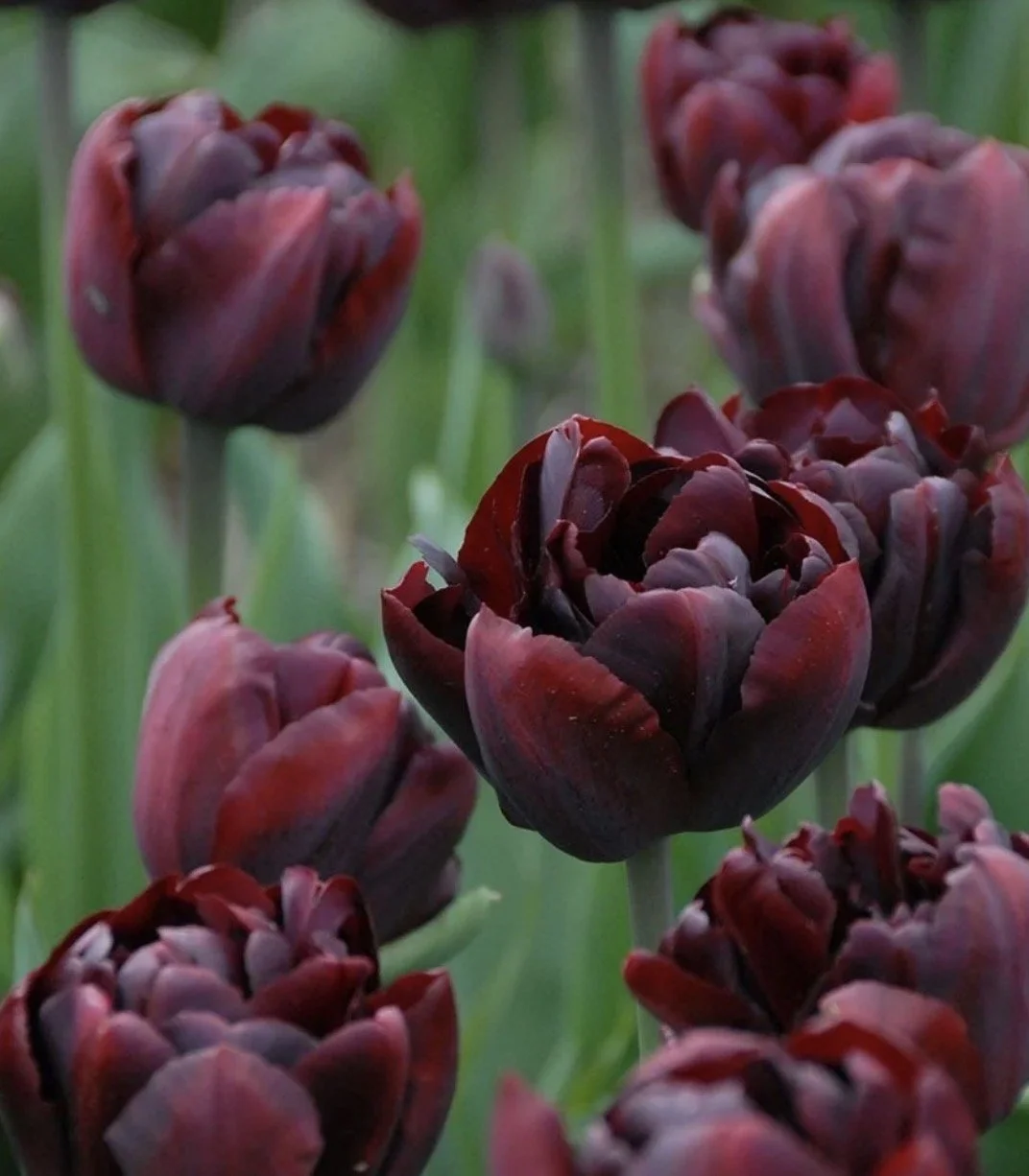 Tulip Palmyra