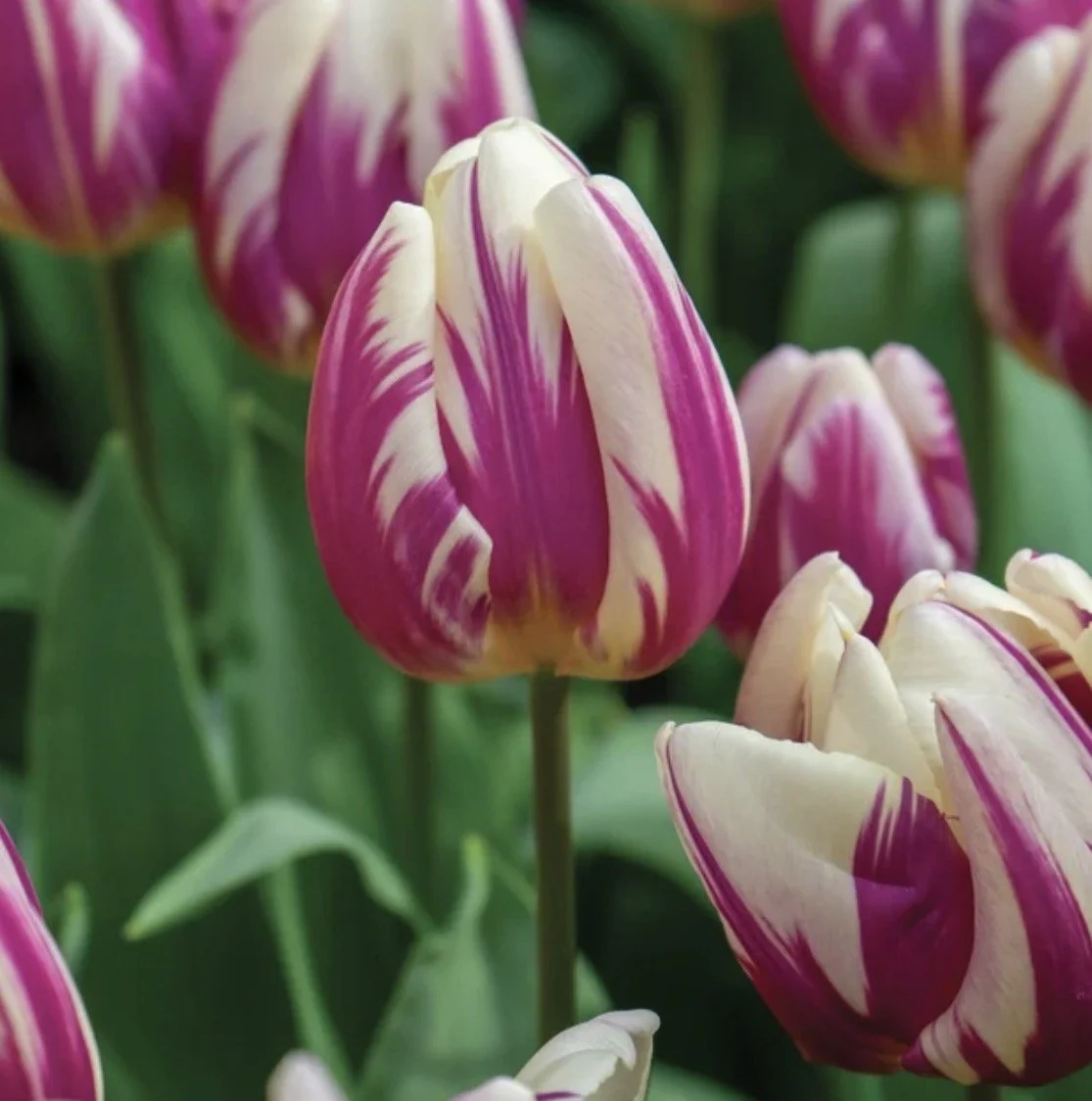 Tulip Happy Feet