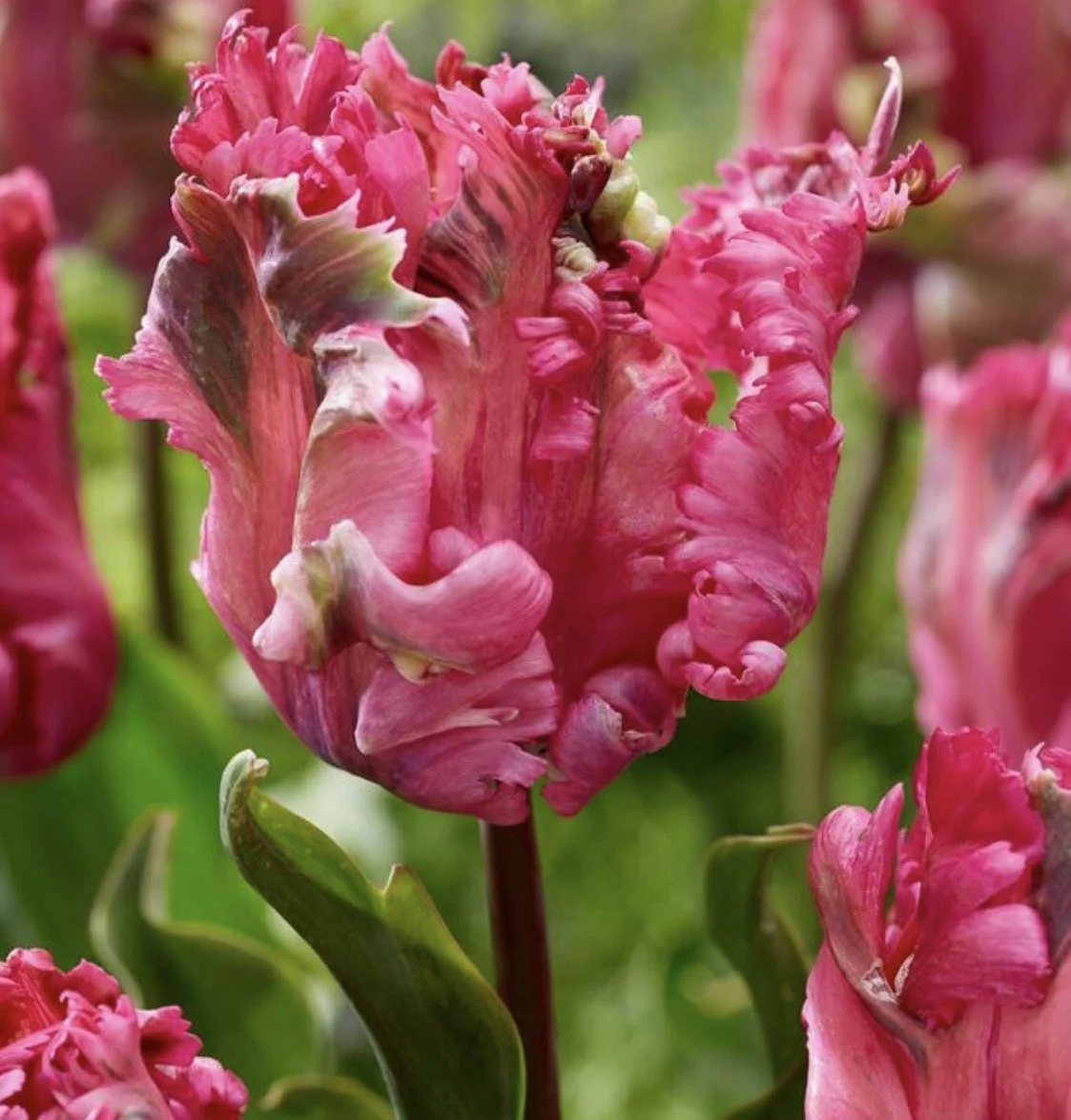 Tulip Power Parrot