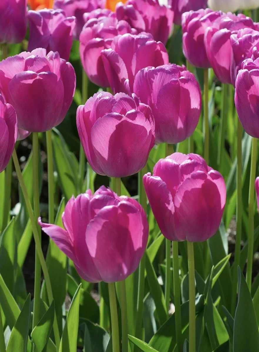 Tulip Purple Pride
