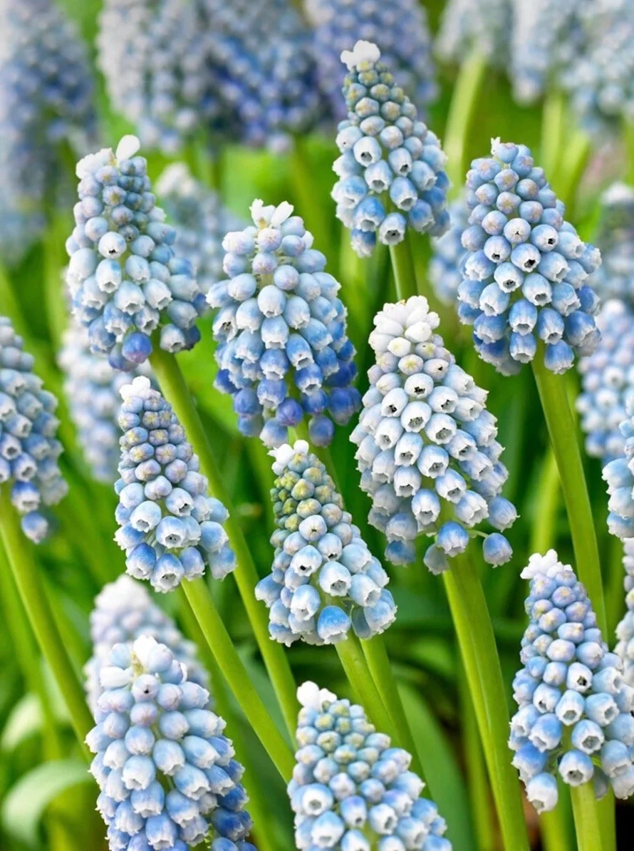 Muscari Ocean Magic (Grape Hyacinth)