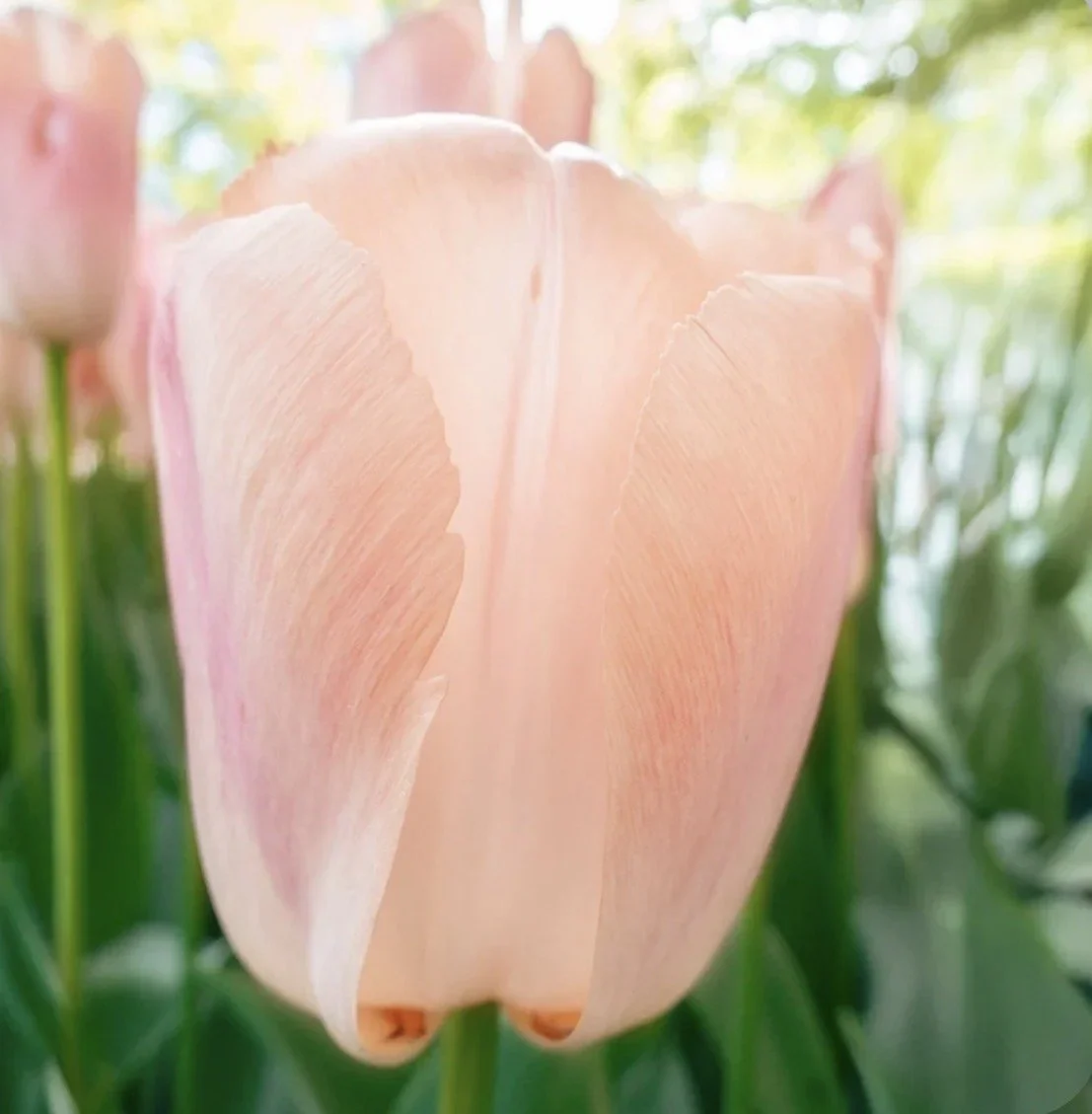 Tulip Apricot Pride