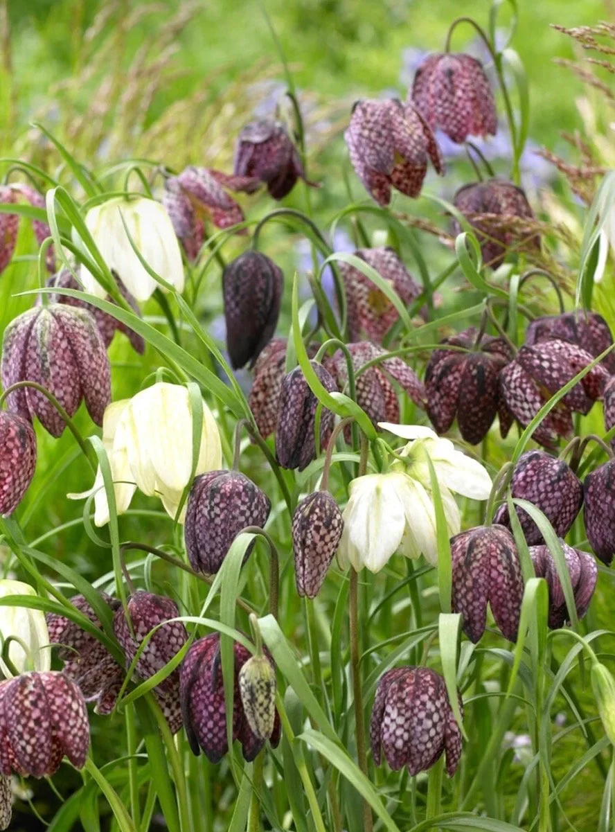 Fritillaria Meleagris