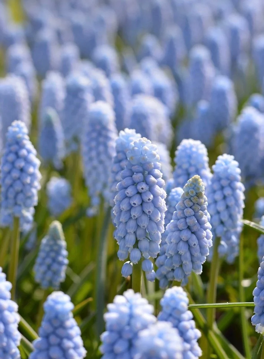 Muscari Valerie Finnis (Grape Hyacinth)