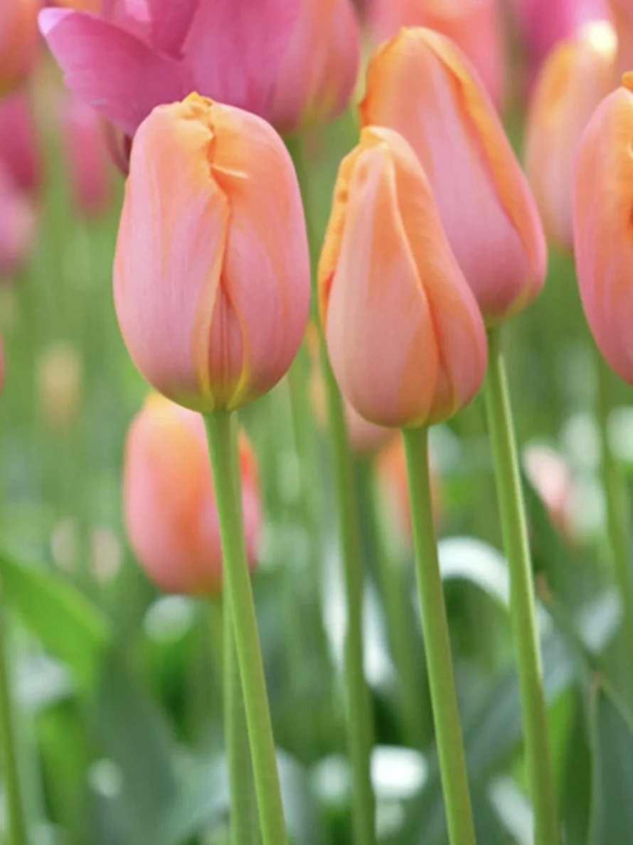 Tulip Dordogne
