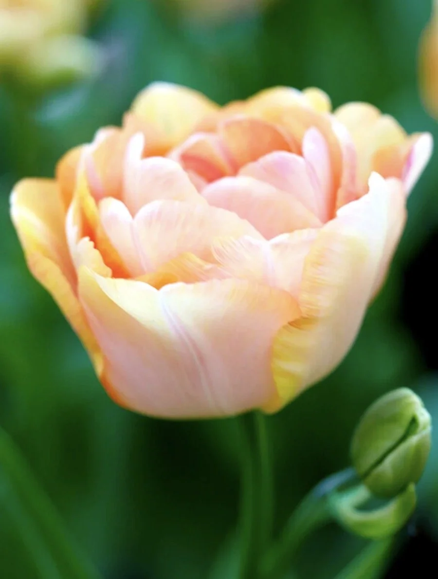 Tulip Charming Beauty