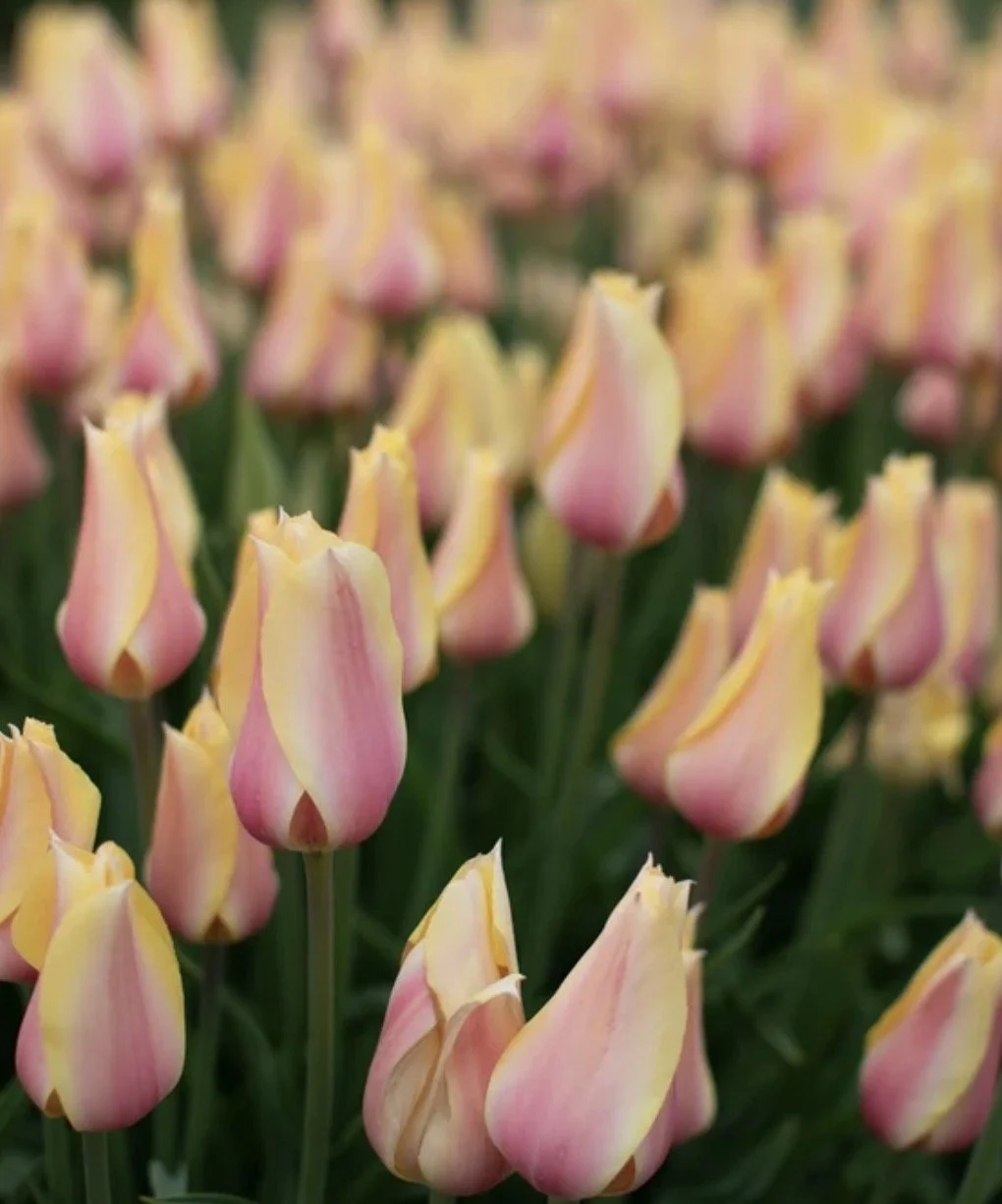 Tulip Blushing Lady