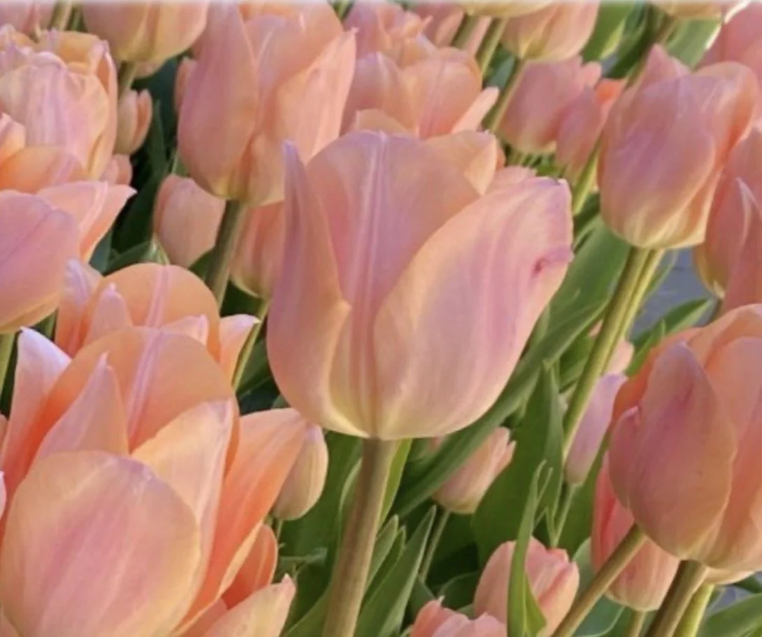 Tulip Apricot Beauty