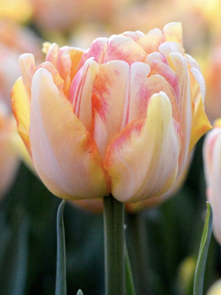 Tulip Foxy Foxtrot