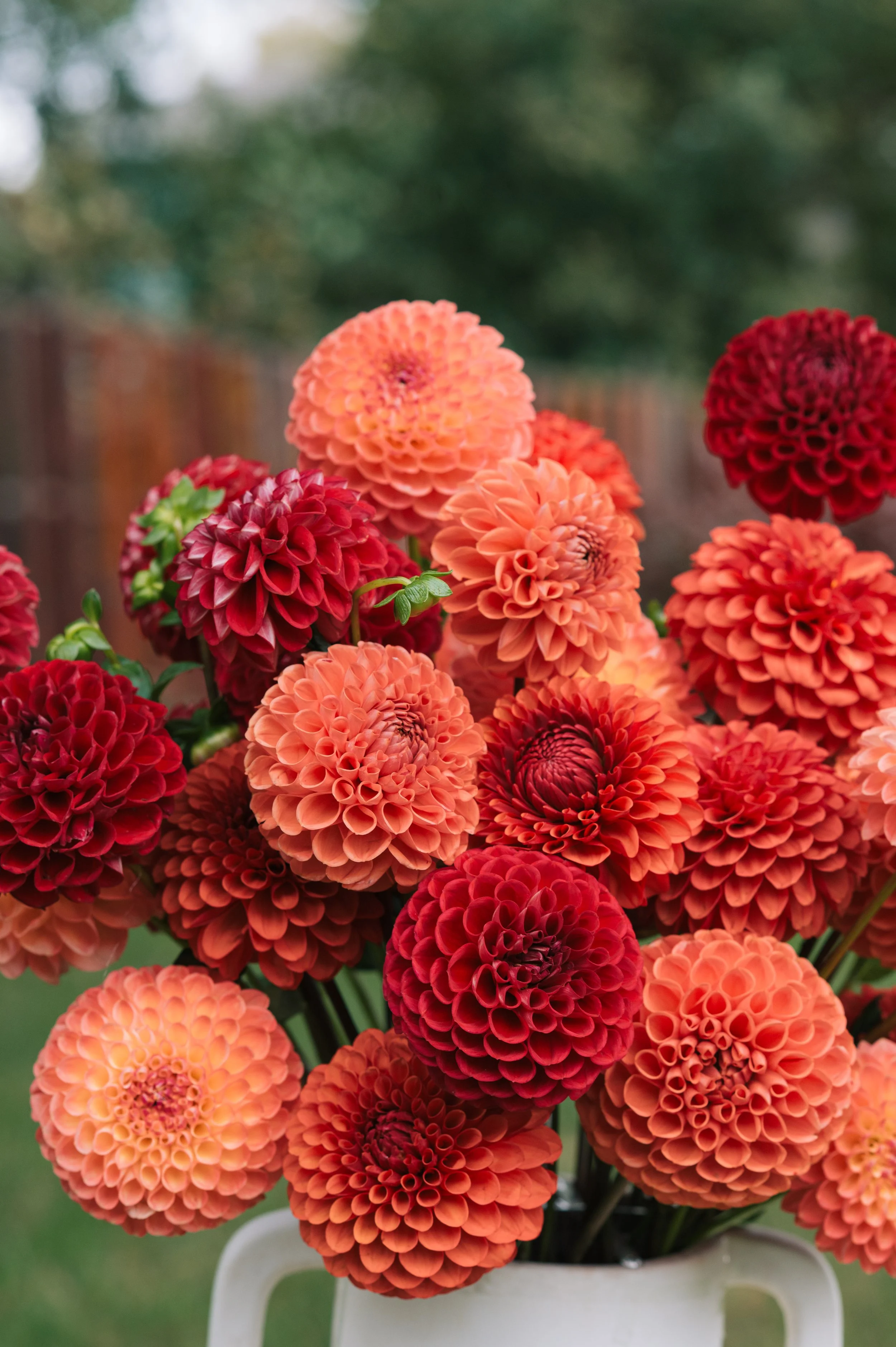 Growers Choice Dahlia Tubers