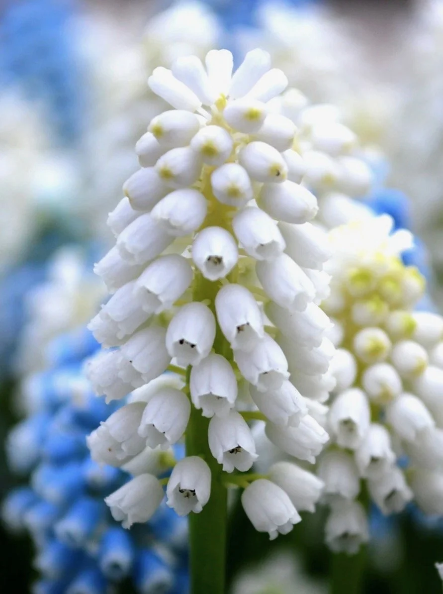 Muscari White Magic (Grape Hyacinth)