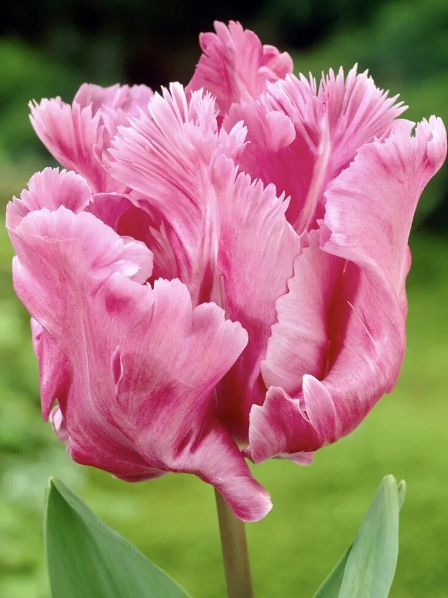 Tulip Flamingo Queen