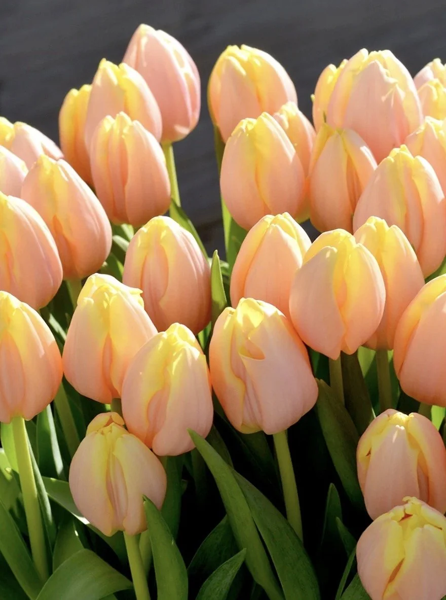 Tulip Mango Charm
